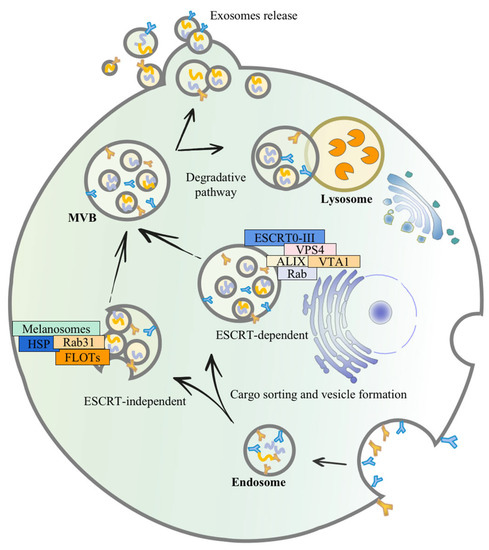 Pharmaceutics | Free Full-Text | Dendritic Cell-Derived Exosomes in ...