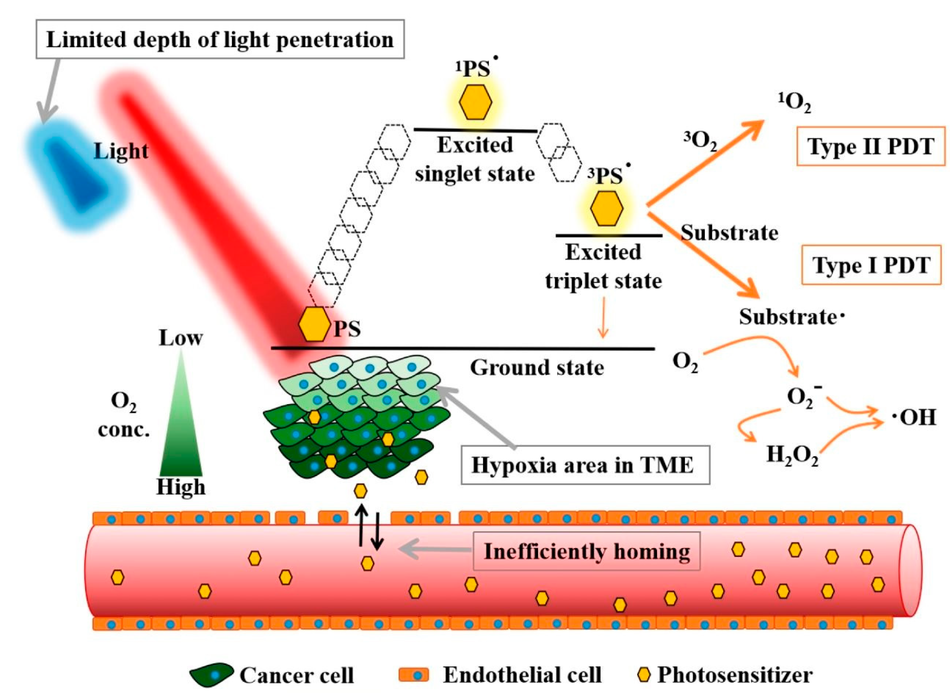 Photodynamic Therapy Of Skin Cancer Lesions