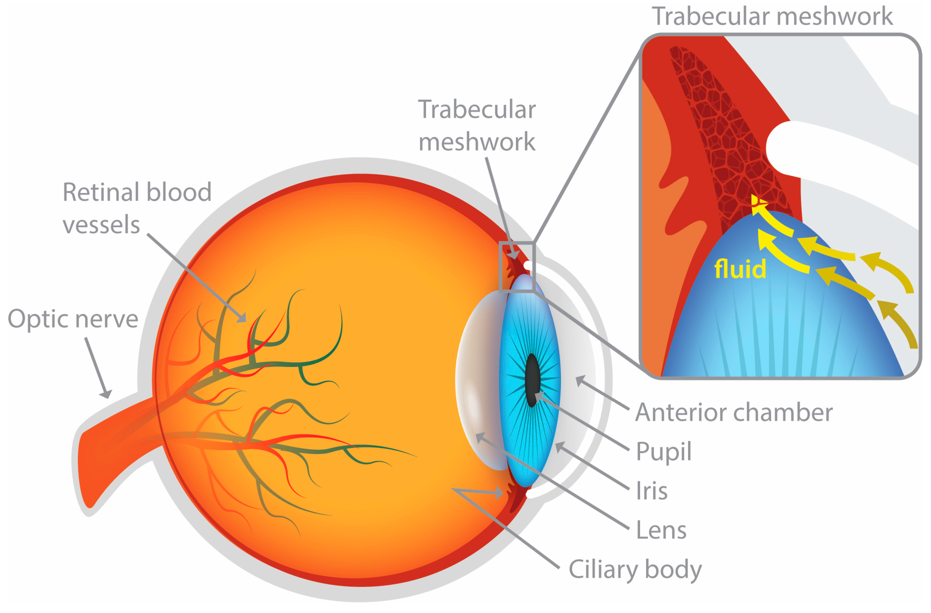 Developmental abnormalities of the optic nerve and chiasm | Eye