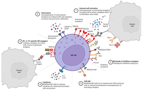 Harnessing the Power of NK Cell Receptor Engineering as a New Prospect ...