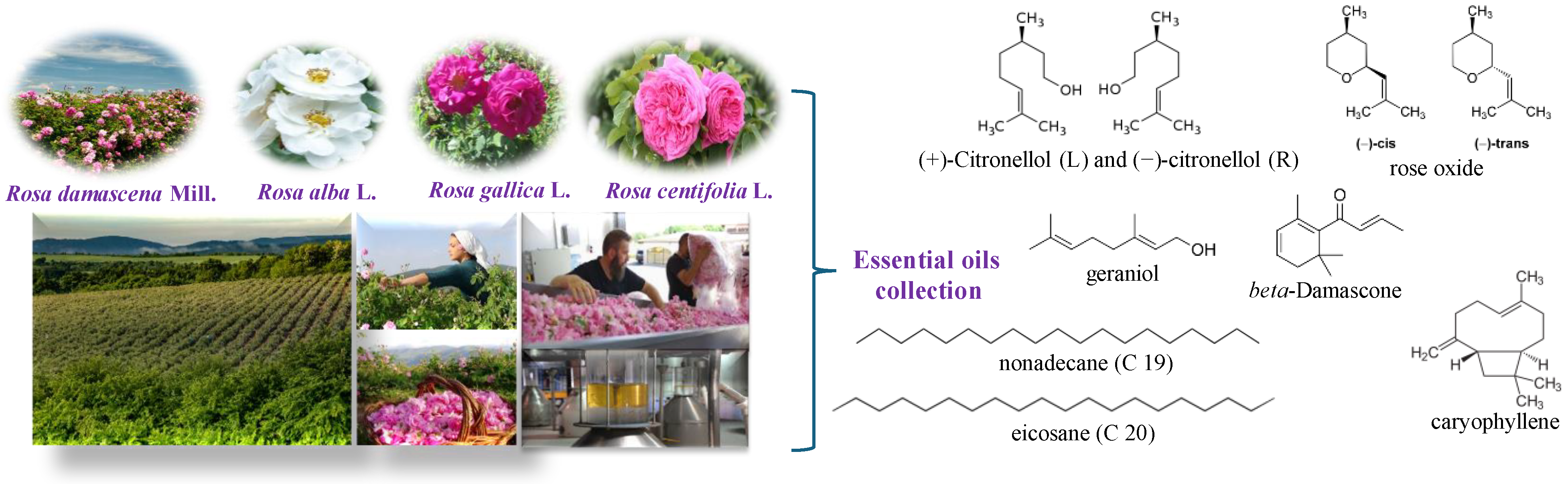 Antimycobacterial Activity Of Essential Oils From Bulgarian Rosa Species Against