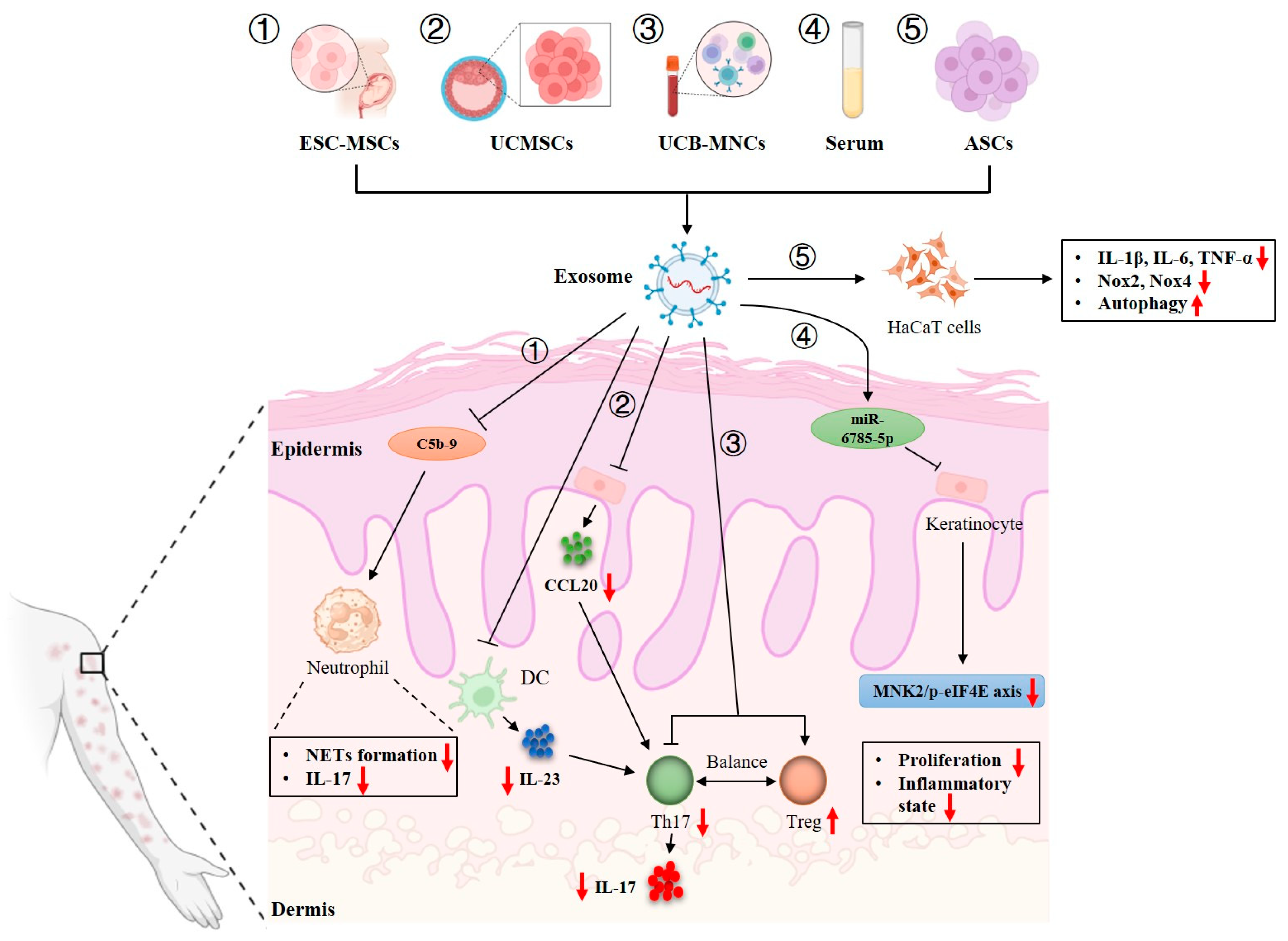 Roles For Exosomes In The Pathogenesis, Drug Delivery And Therapy Of 