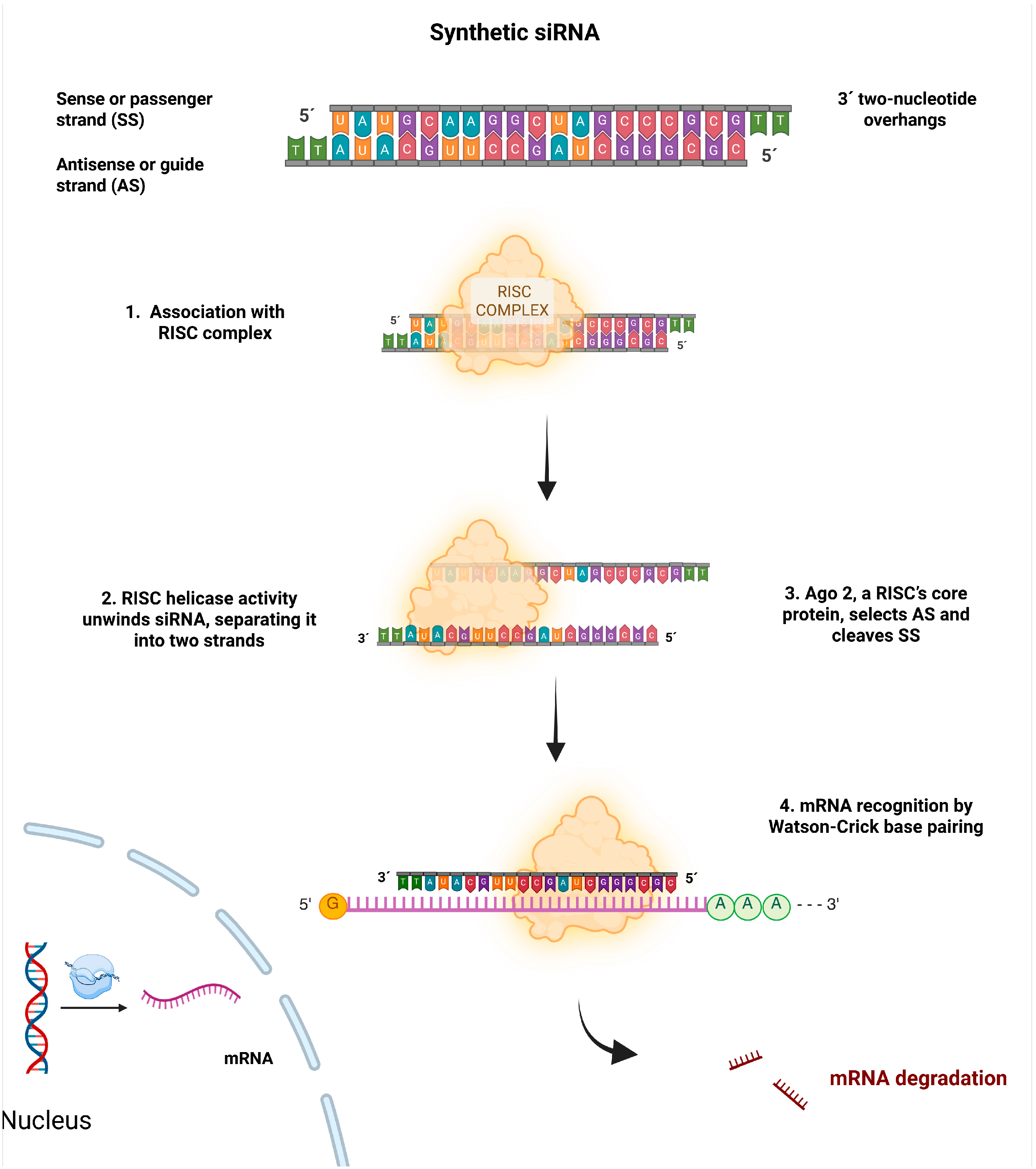 Small Interfering RNA Carriers for Oncotherapy: A Preclinical Overview