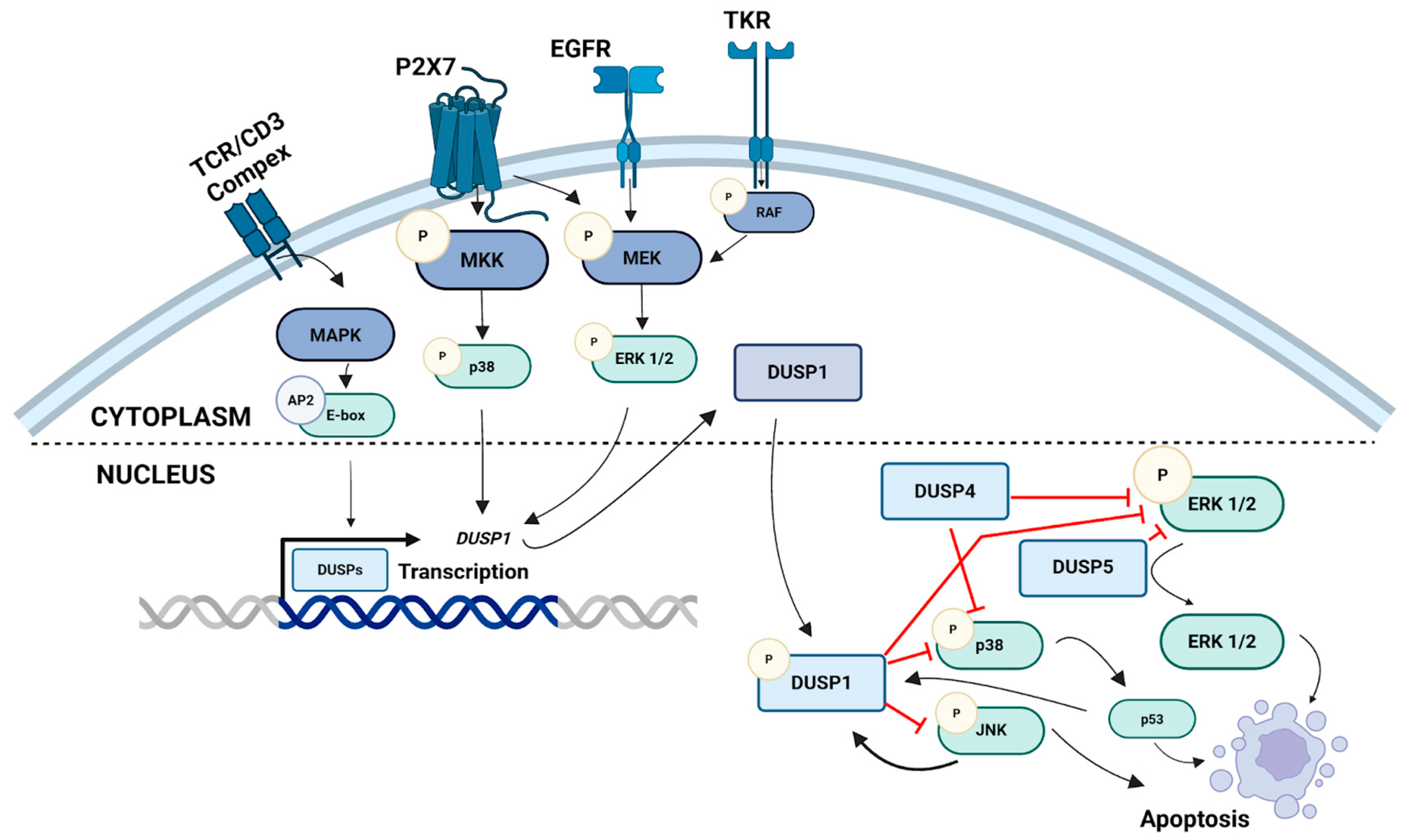 Mesalazine Regulates DUSP1, DUSP4, and DUSP5 Expression in Colorectal ...
