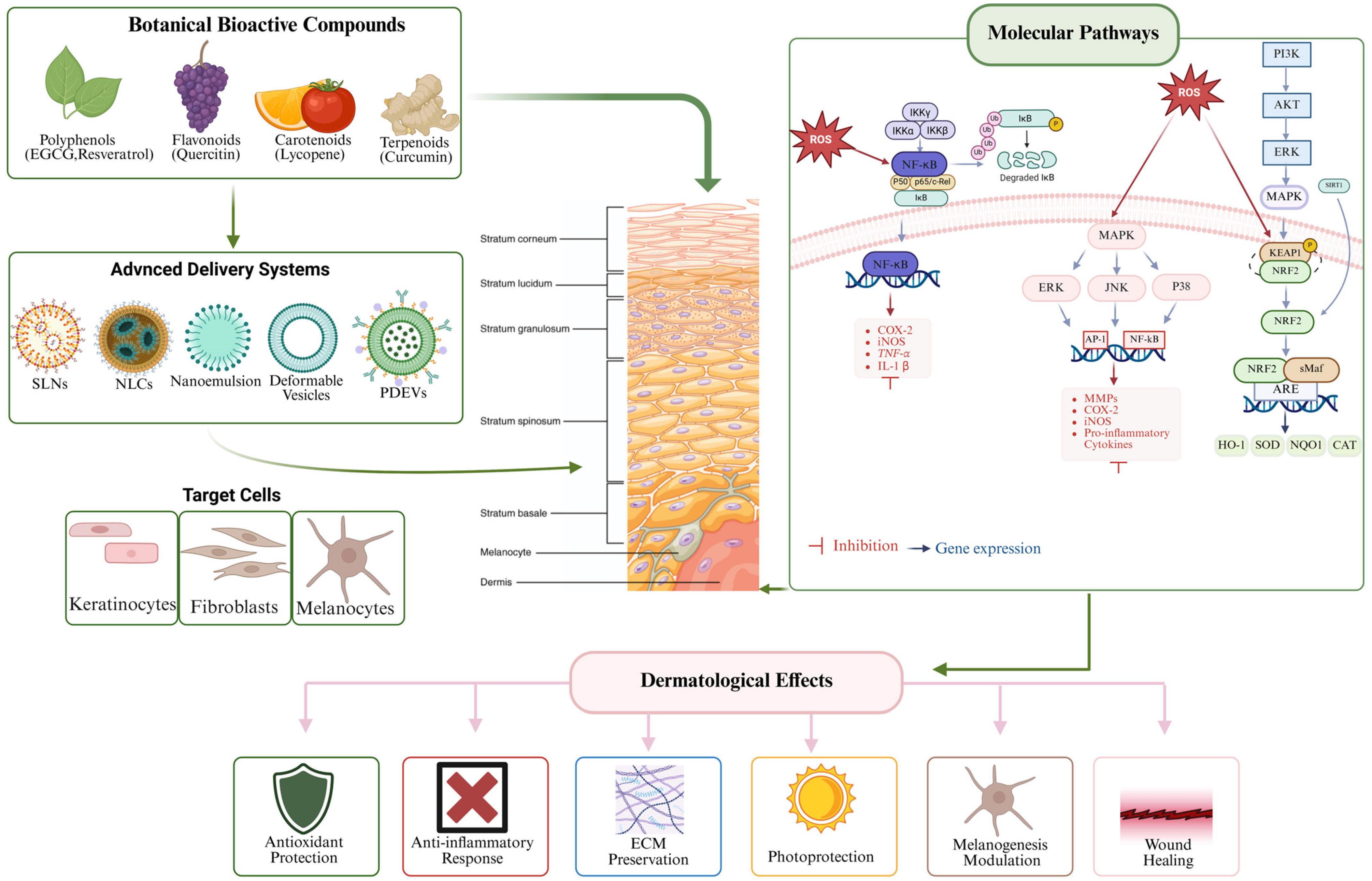 Topical Biological Example Botanical and Upcycled Bioactives for Advanced Topical Formulations ...