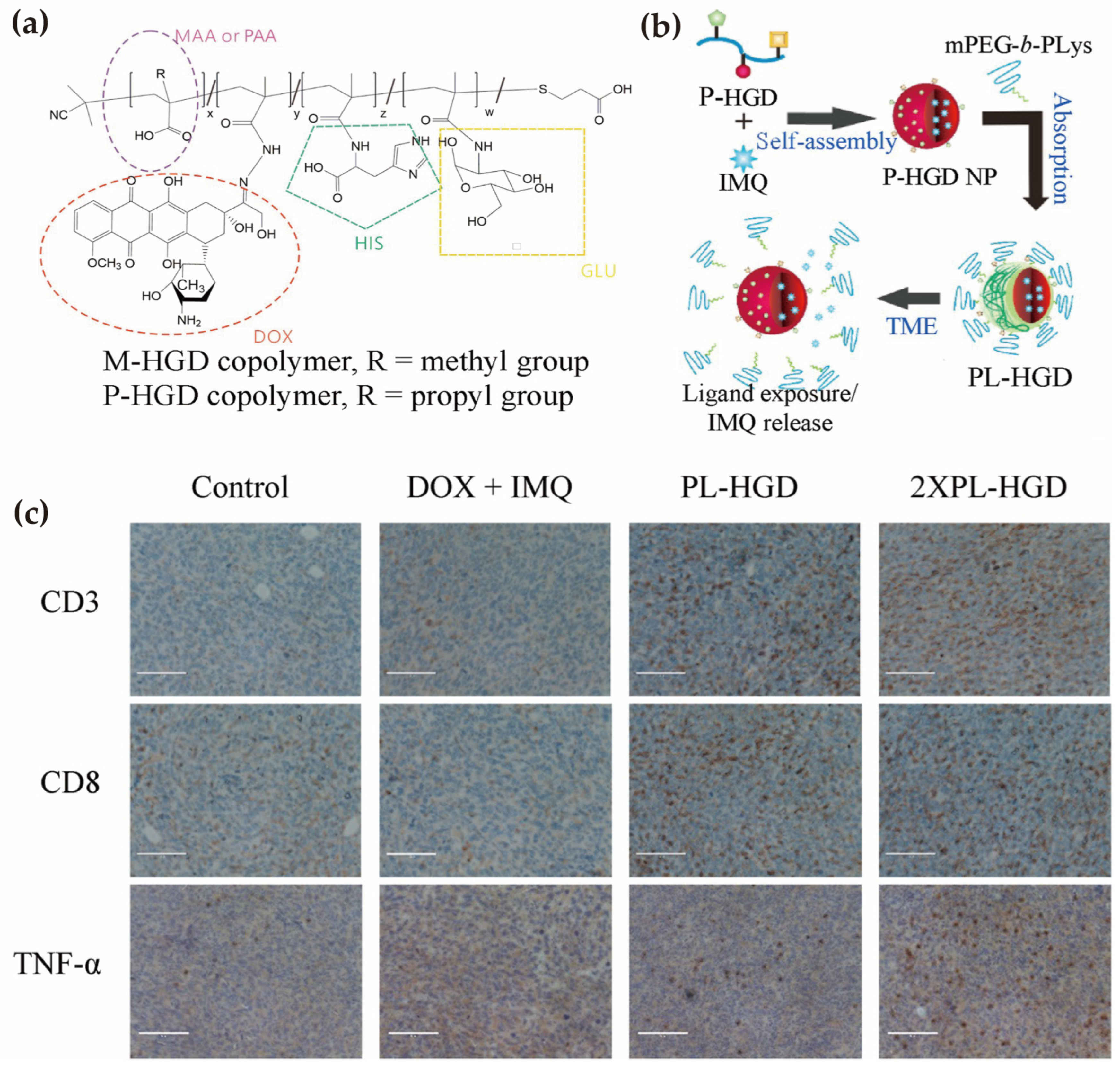 Advancing Small-Molecule Immunotherapy Through Polymeric Micelle Delivery