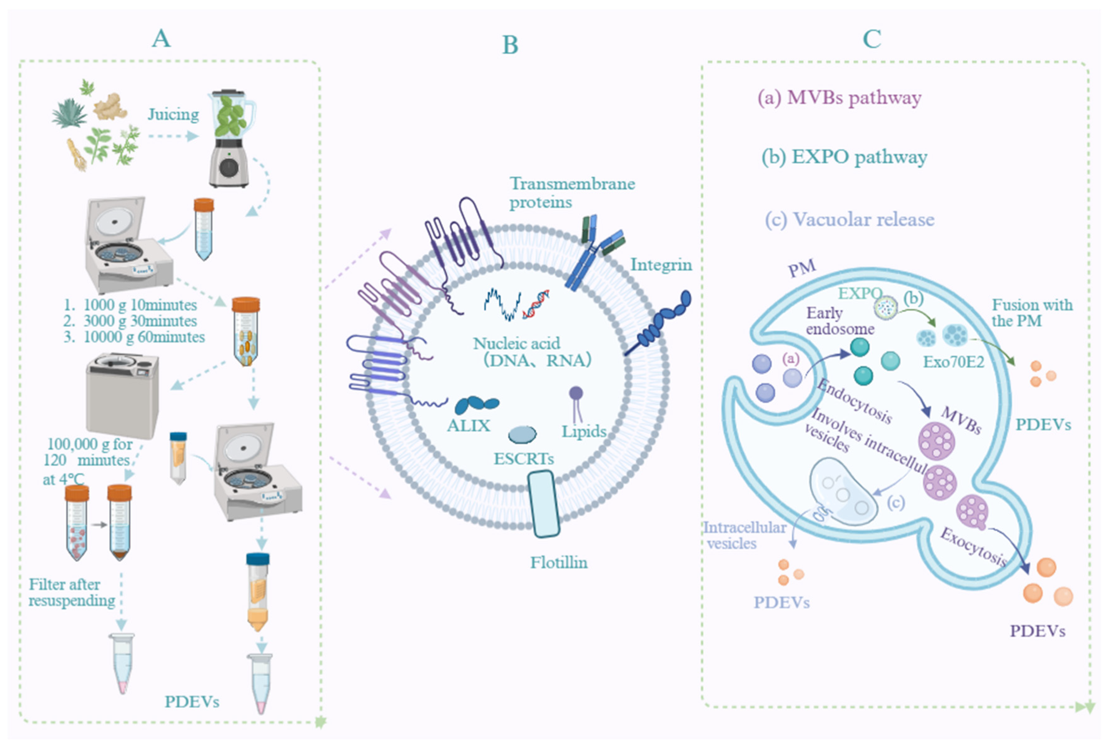 Engineered Plant-Derived Extracellular Vesicles: A Novel Strategy for ...