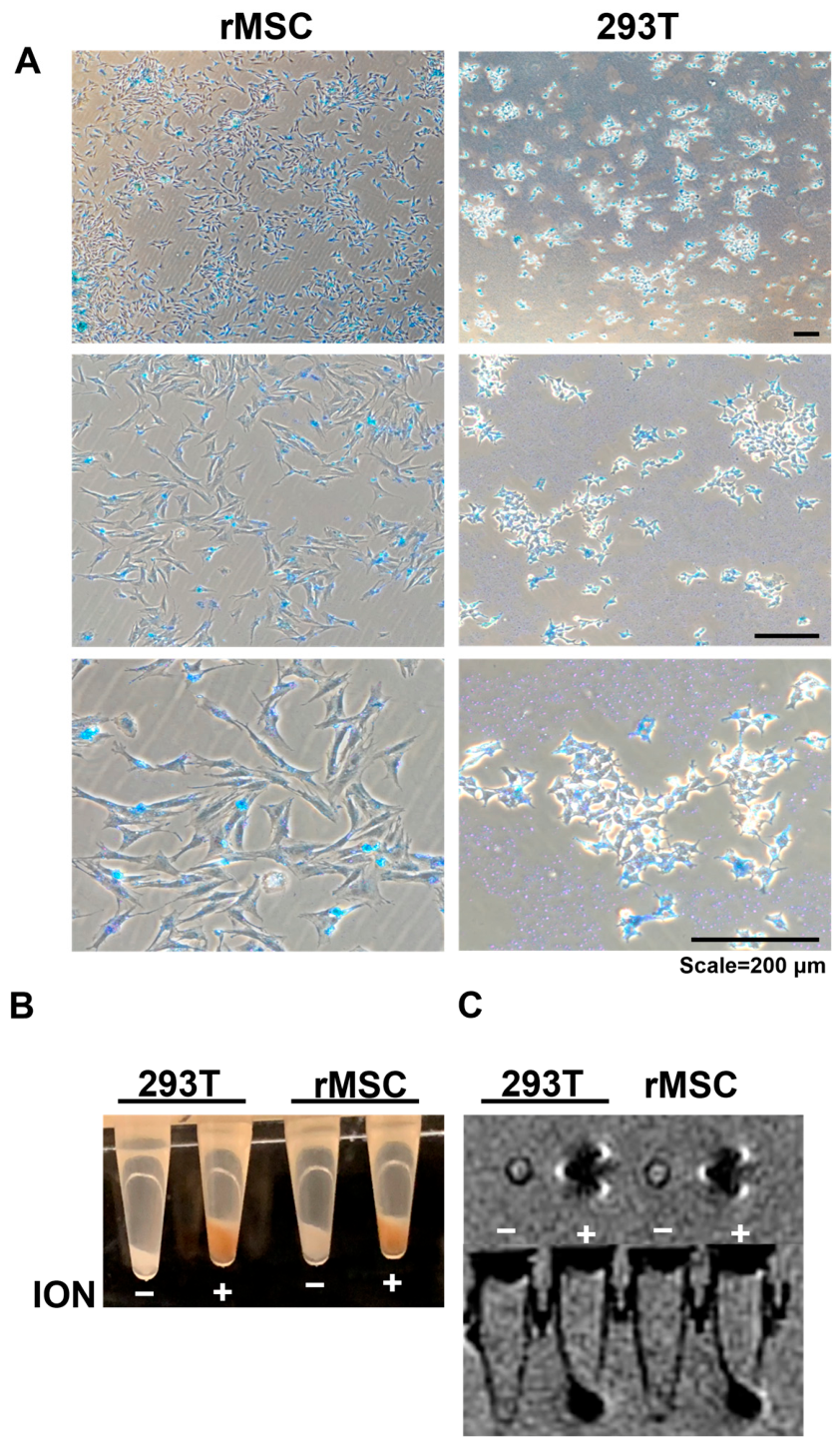 Cell Therapy for Ischemic Stroke with Nanoparticle-Labeled 293T Cells ...
