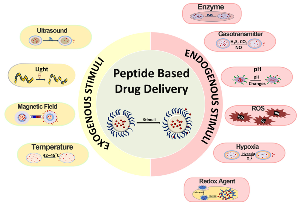 Stimuli-Responsive Peptides for Targeted Anticancer Drug Delivery ...