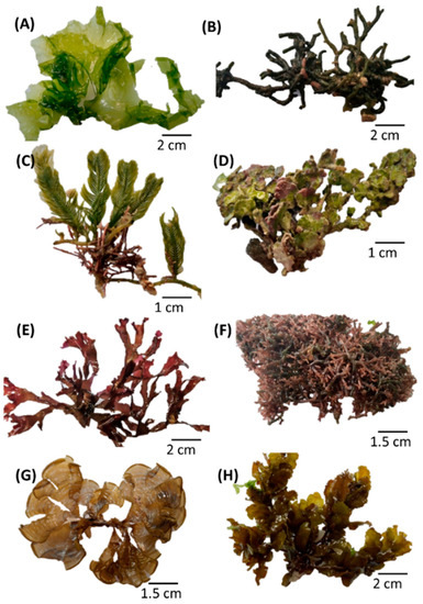 How much deals protein in seaweed