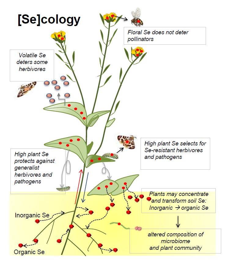 Plants | Free Full-Text | the Ecology Selenium Accumulation Plants