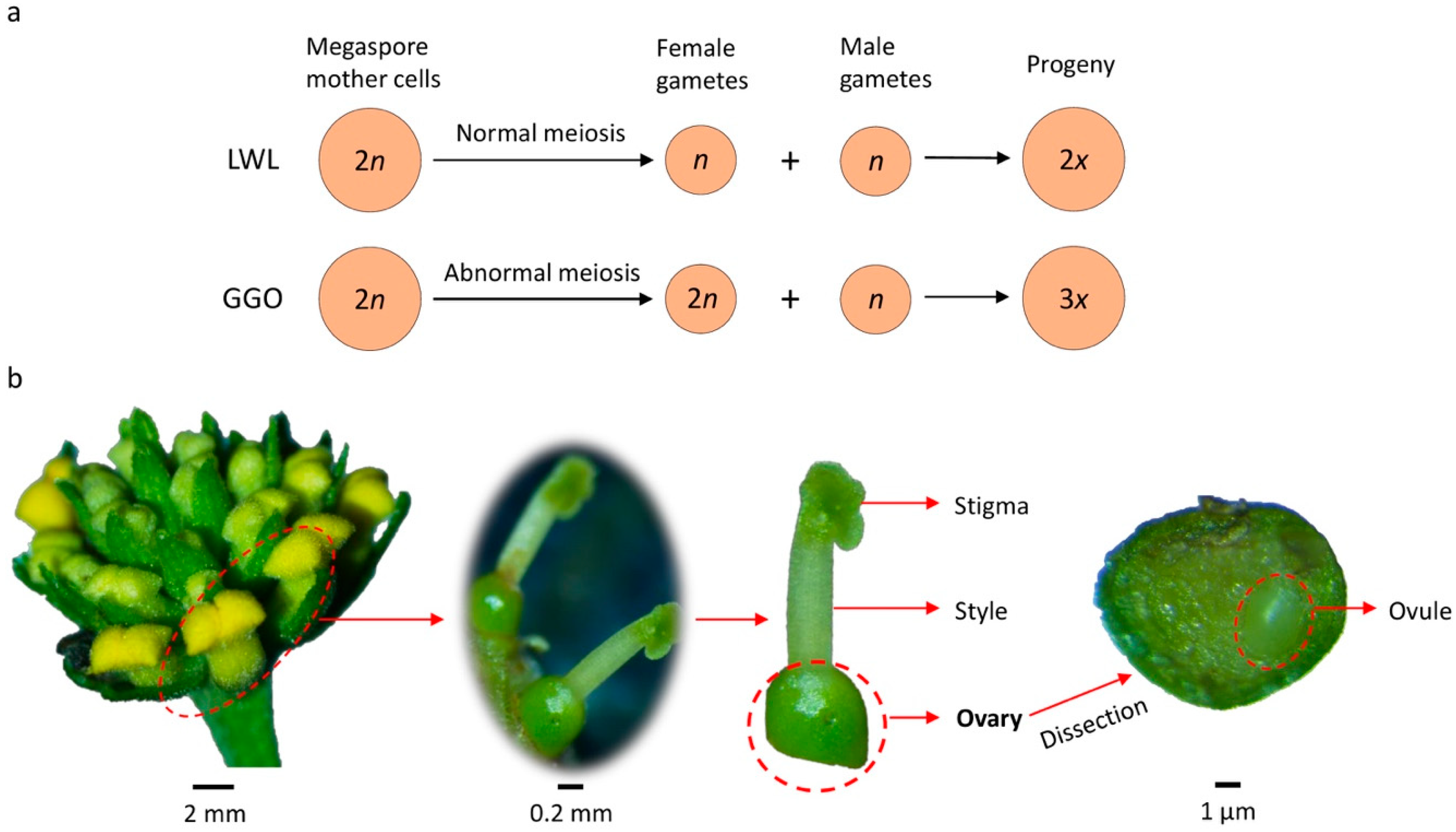 Plants | Free Full-Text | Transcriptome Analysis of Young Ovaries ...