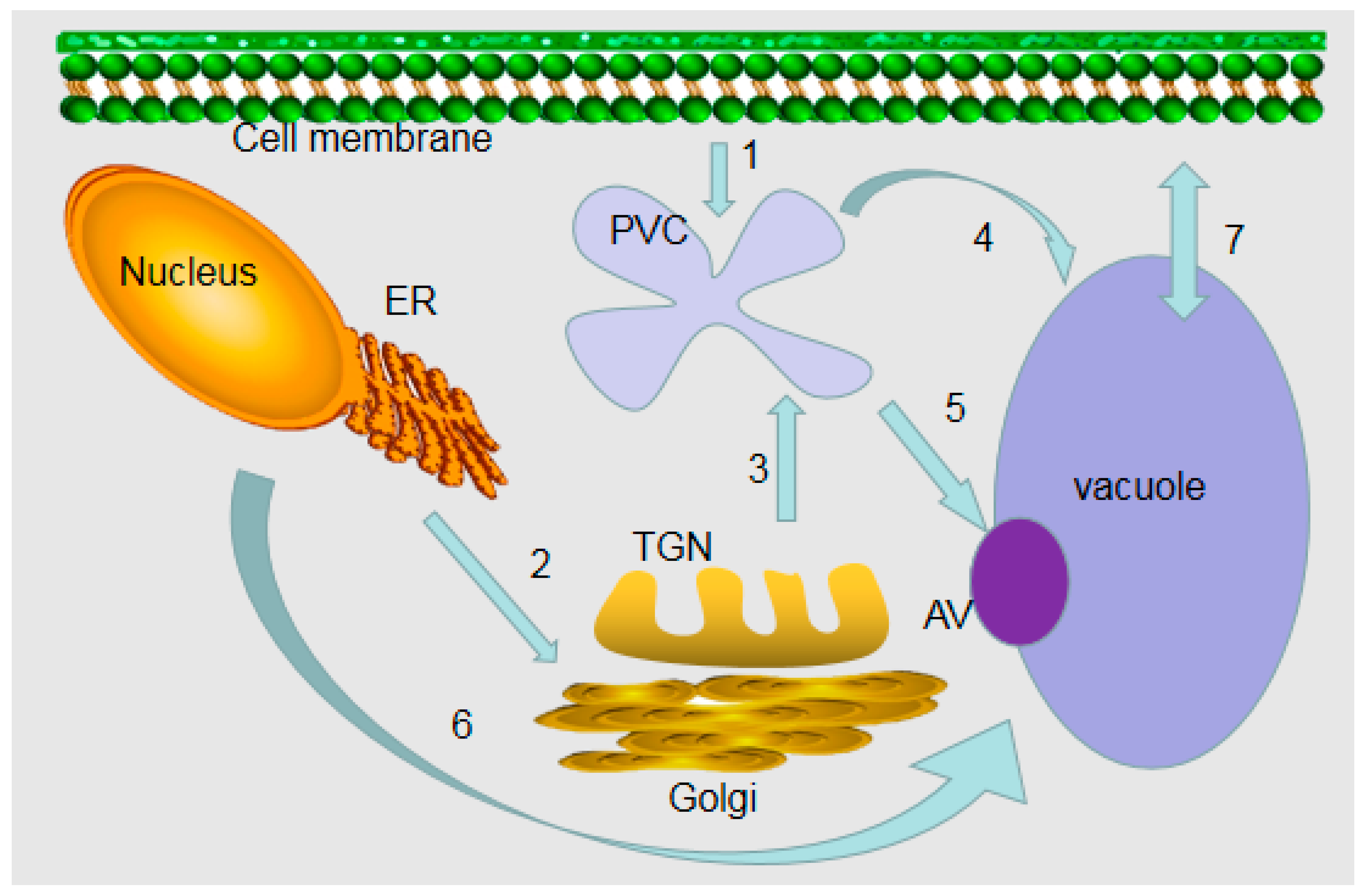 Plants | Free Full-Text | A Review of Plant Vacuoles: Formation, Located  Proteins, and Functions
