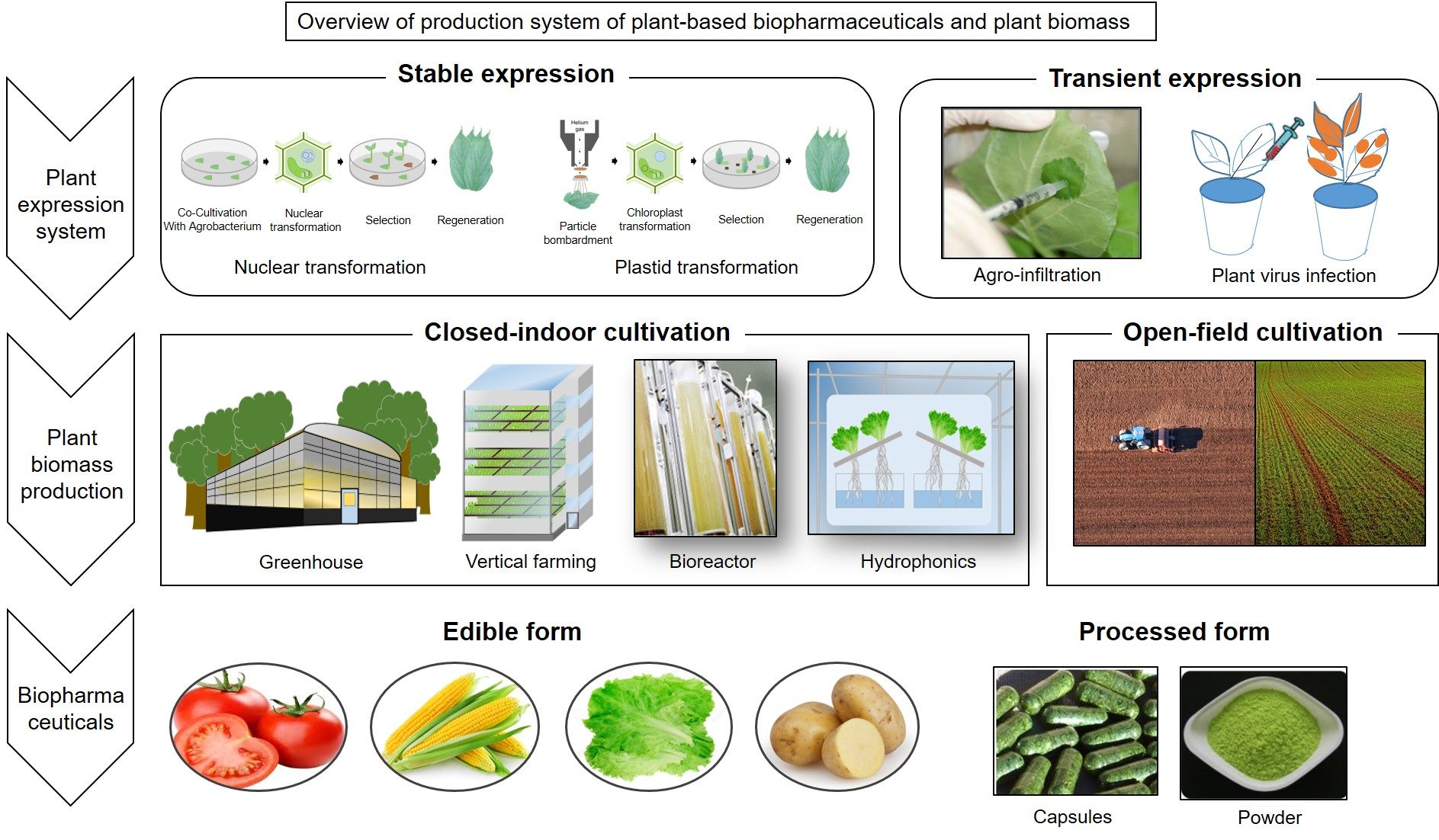 Plants | | Development of for the Production of Plant -Derived Biopharmaceuticals