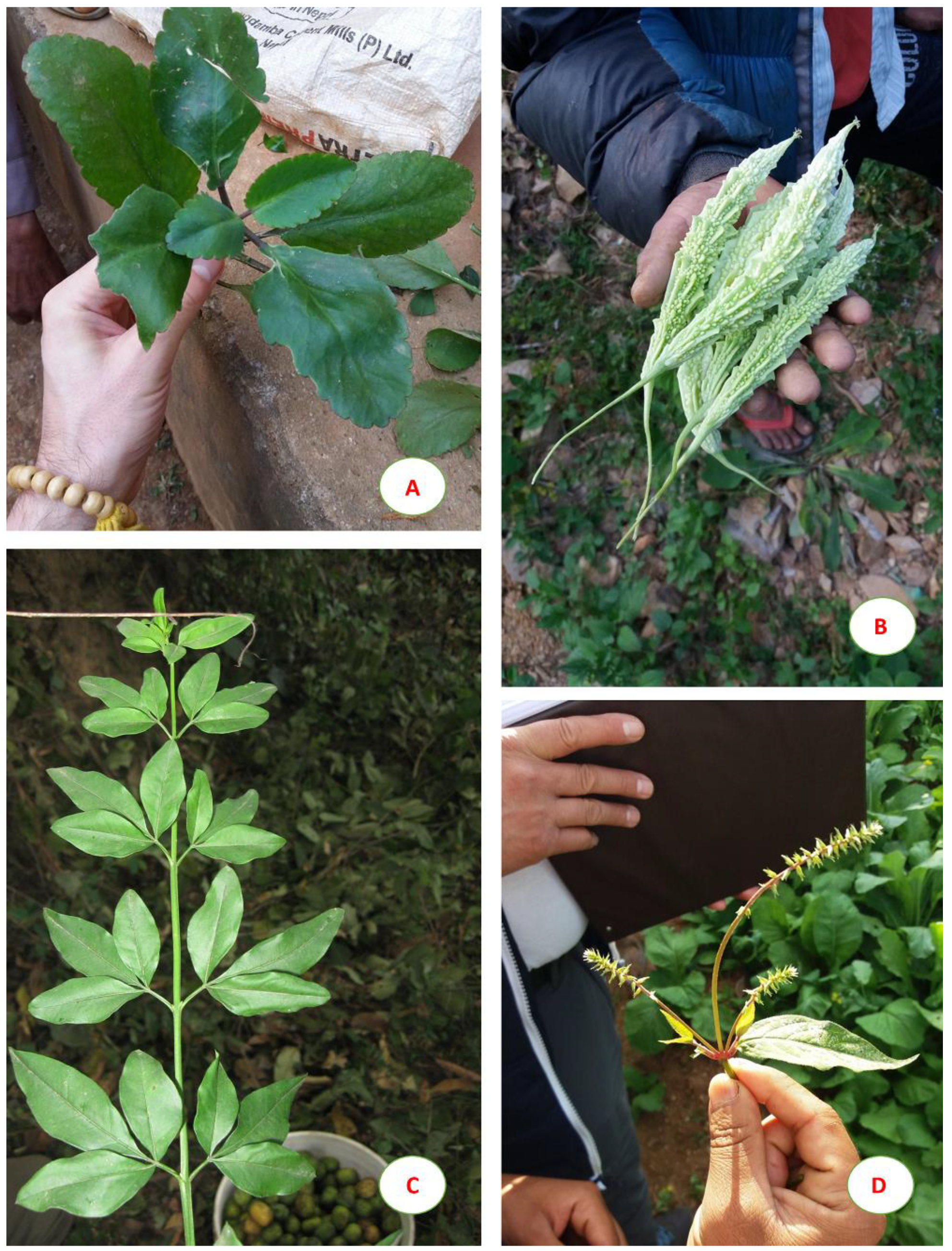 Plants Free Full-Text Traditional Uses of Medicinal Plants by Ethnic People in the Kavrepalanchok District, Central Nepal image