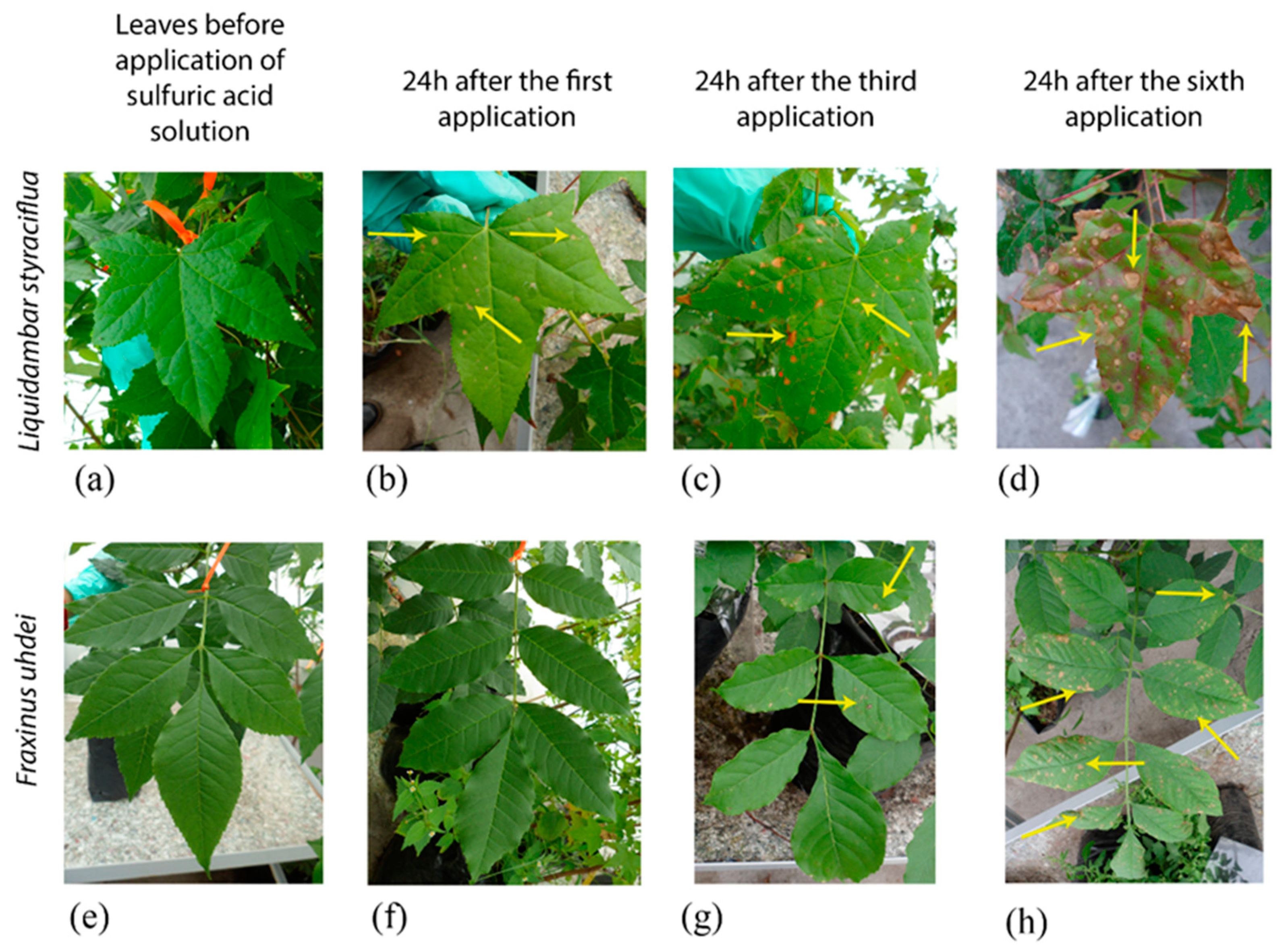 Plants | Free Full-Text | Does Acid Rain Alter the Leaf Anatomy 