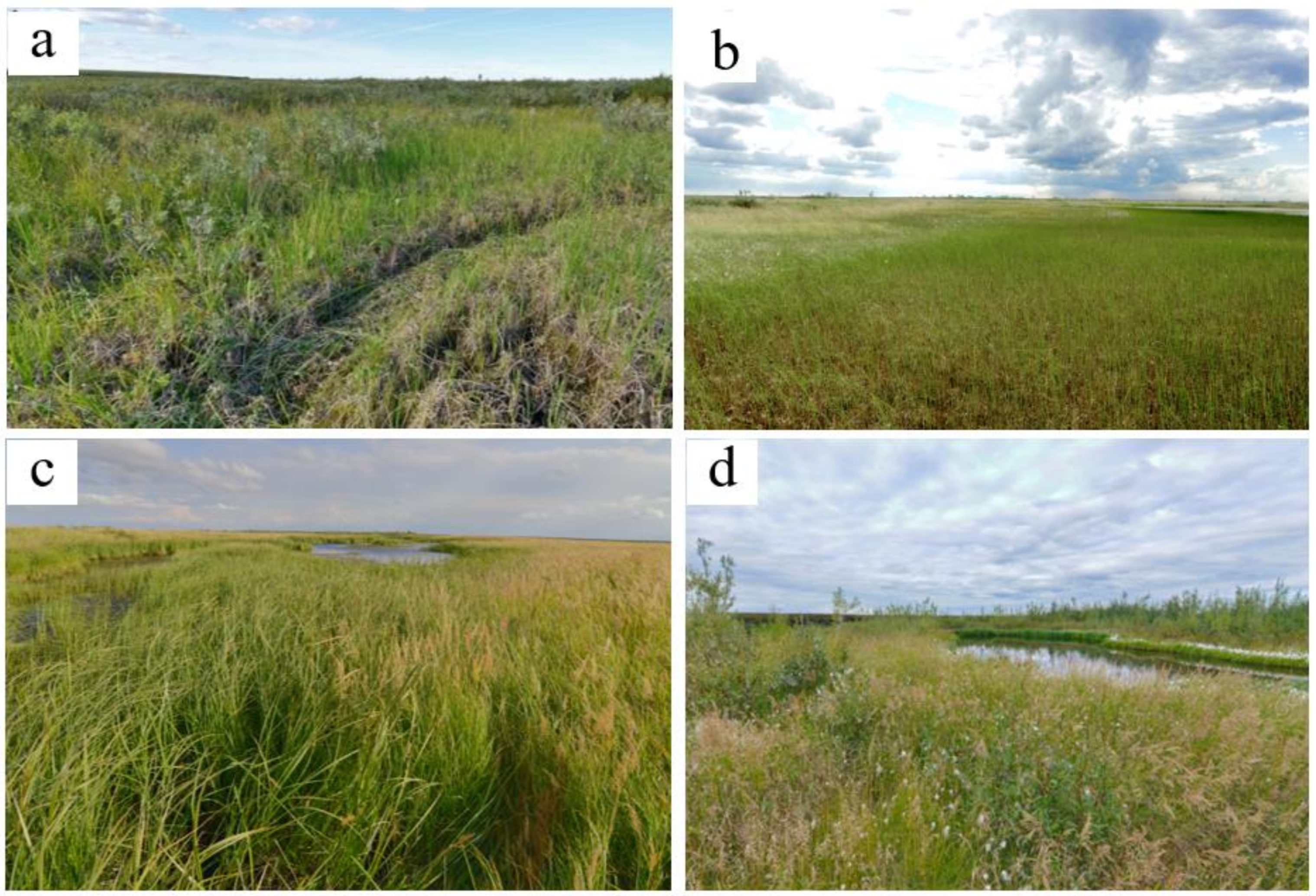 Plants Free Full-Text Lake Drainage in Permafrost Regions Produces Variable Plant Communities of High Biomass and Productivity