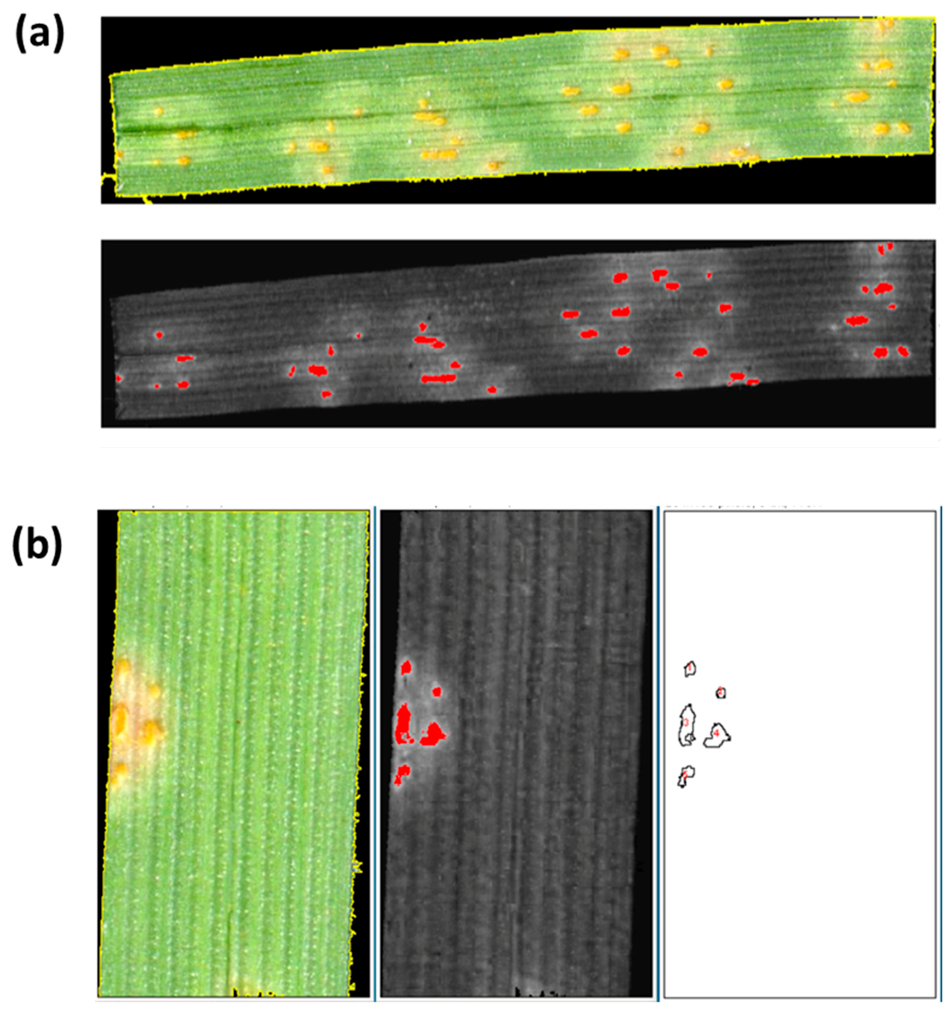 Plants Free Full-Text | A Robust, User-Friendly Script Tool for Rapid Measurement of Rust Disease on Cereal Leaves