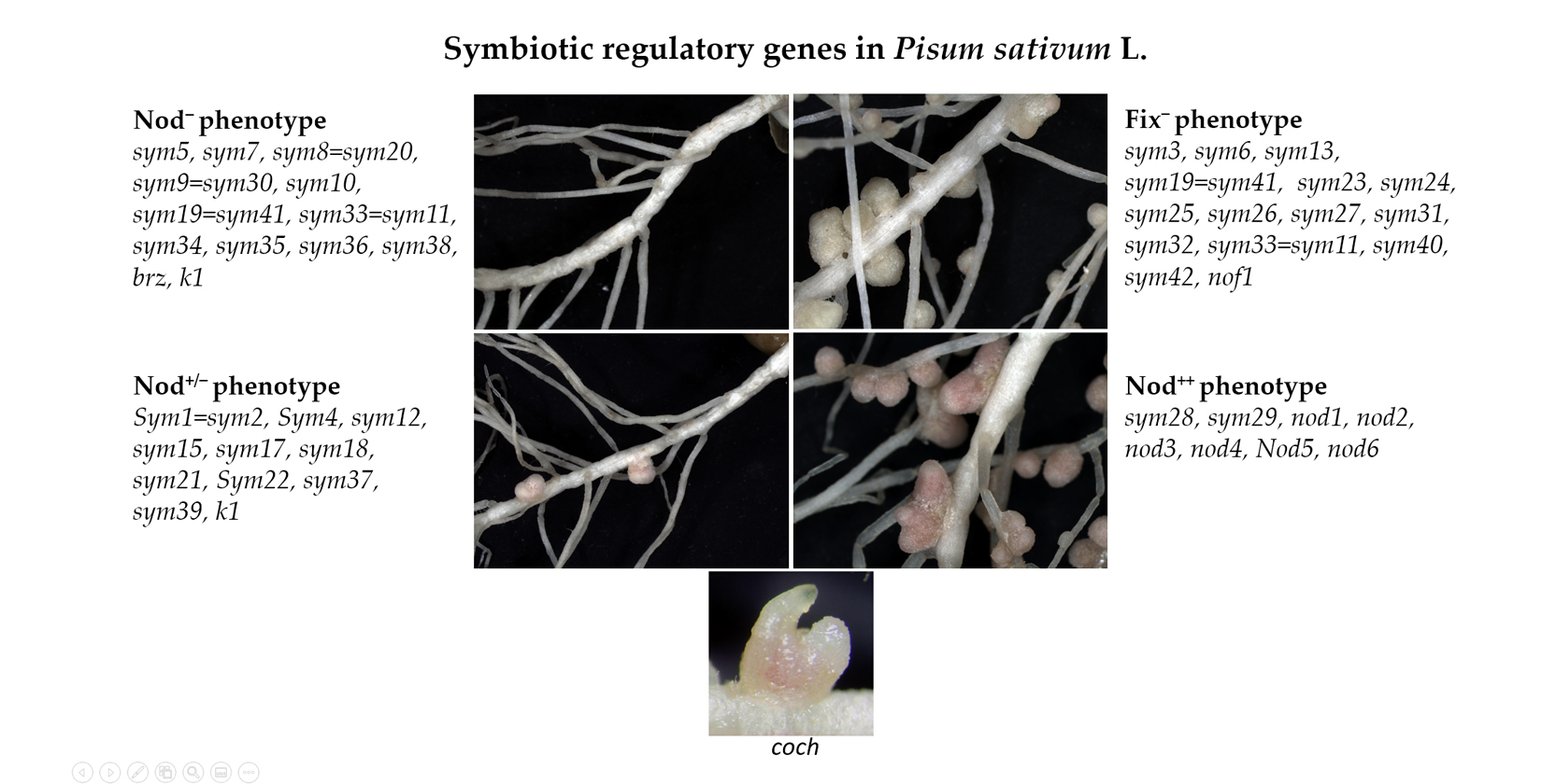 Plants | Free Full-Text | Symbiotic Regulatory Genes Controlling 