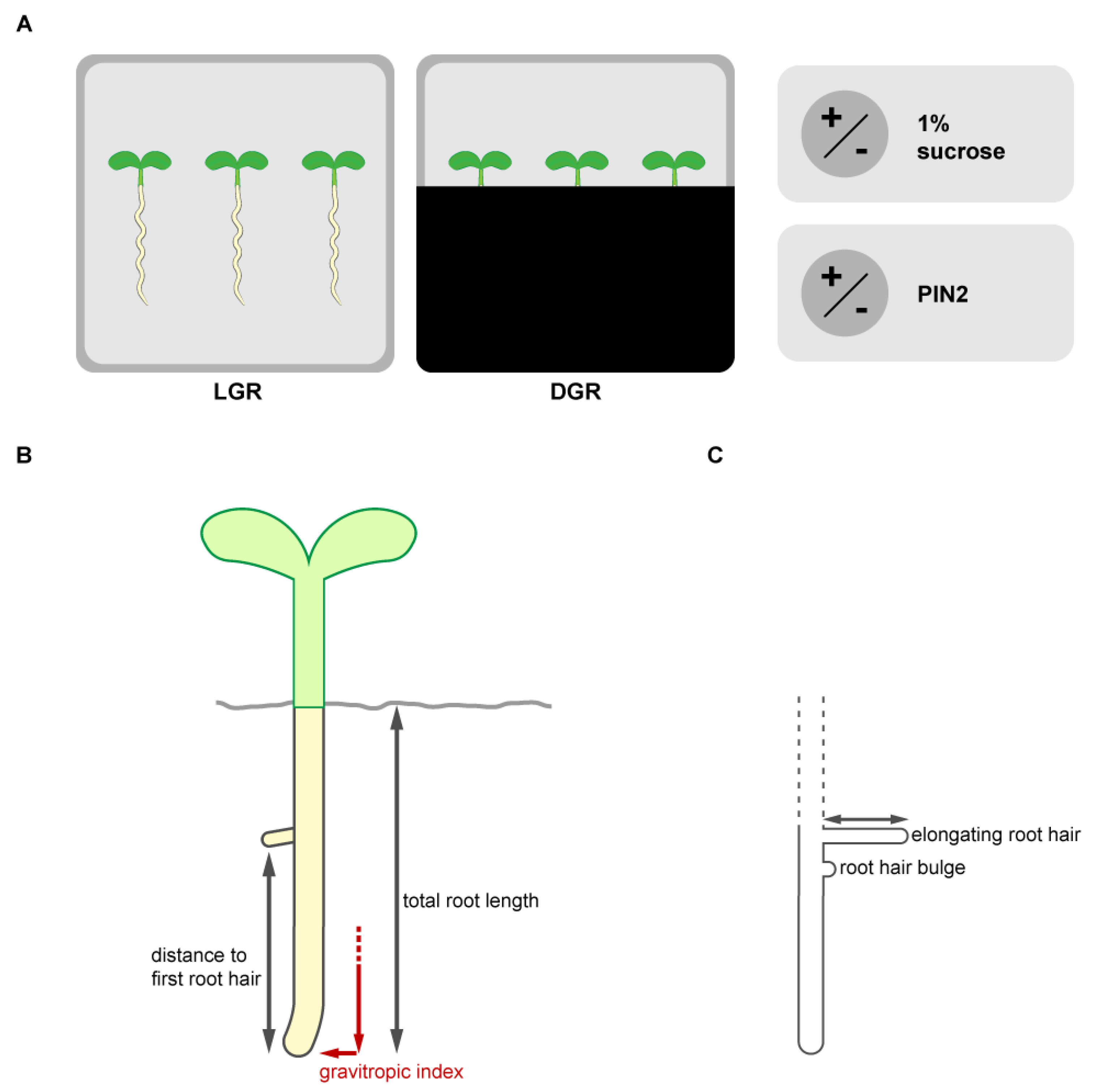 Plants | Free Full-Text | Dissecting Hierarchies between Light, Sugar and  Auxin Action Underpinning Root and Root Hair Growth