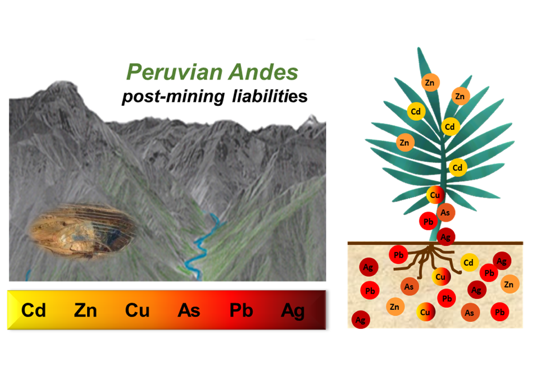 Plants Free Full-Text Accumulation of As, Ag, Cd, Cu, Pb, and Zn by Native Plants Growing in Soils Contaminated by Mining Environmental Liabilities in the Peruvian Andes