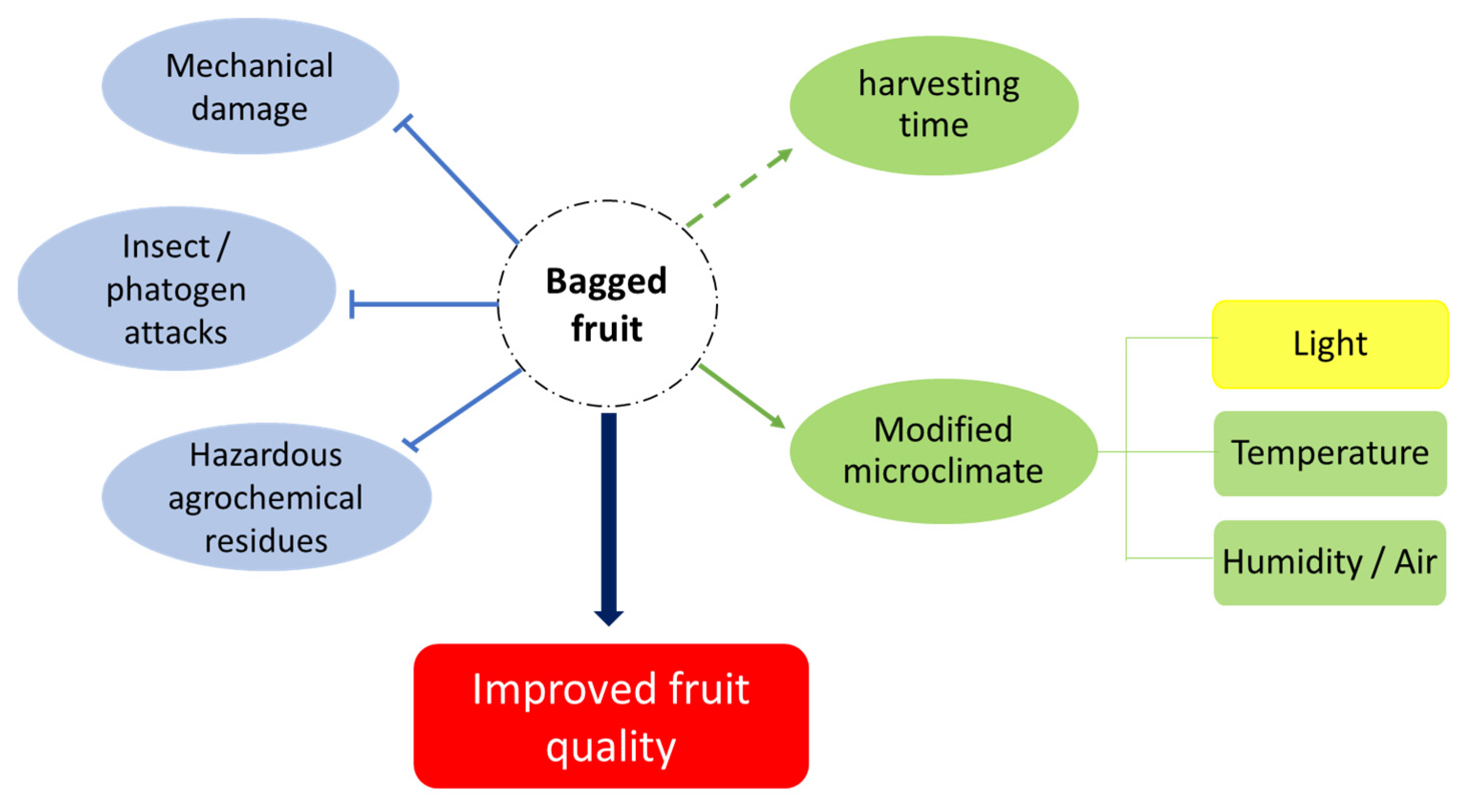 Mango Fruit Bagging (Fruit Bagging Technique) | मैंगो फ्रूट बैगिंग - YouTube