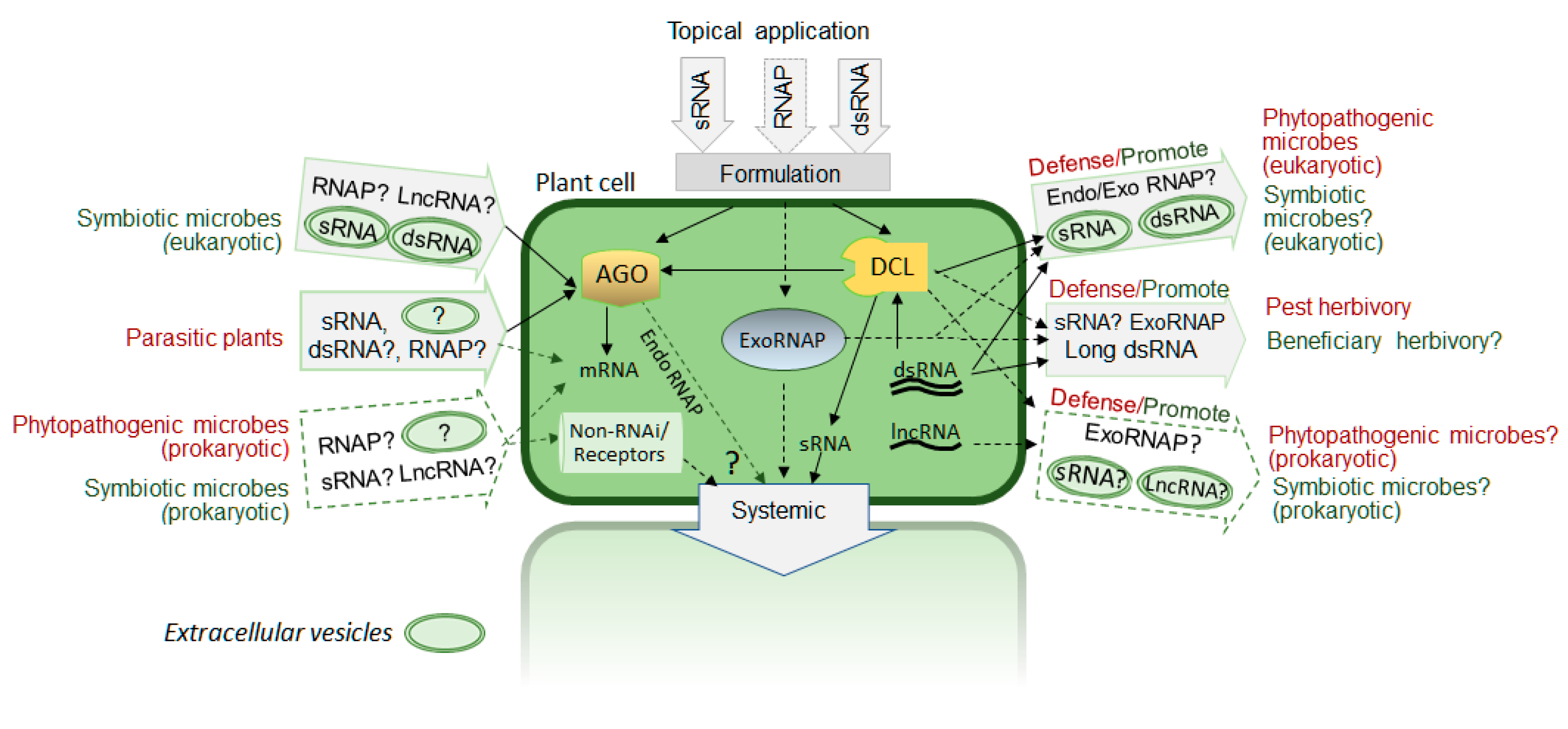 Plants | Free Full-Text | Exogenous RNA As A Regulatory Signal During A ...