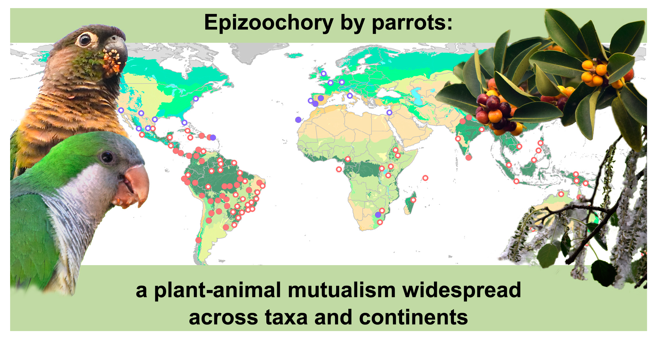 Plants | Free Full-Text | Epizoochory in Parrots as an Overlooked Yet  Widespread Plant–Animal Mutualism