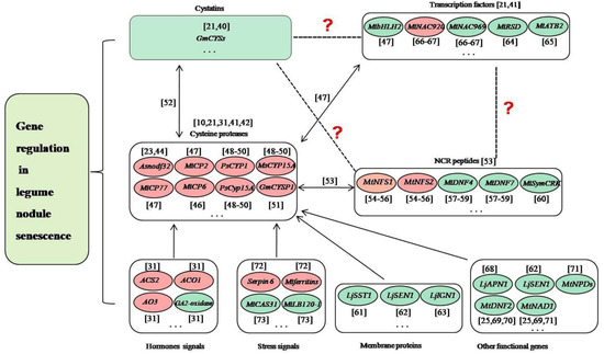 Characteristics and Research Progress of Legume Nodule Senescence