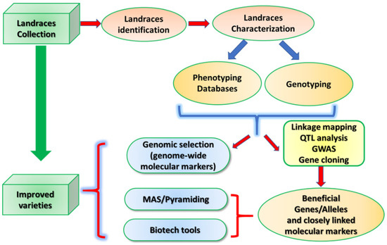 Plants | Free Full-Text | Importance of Landraces in Cereal Breeding ...