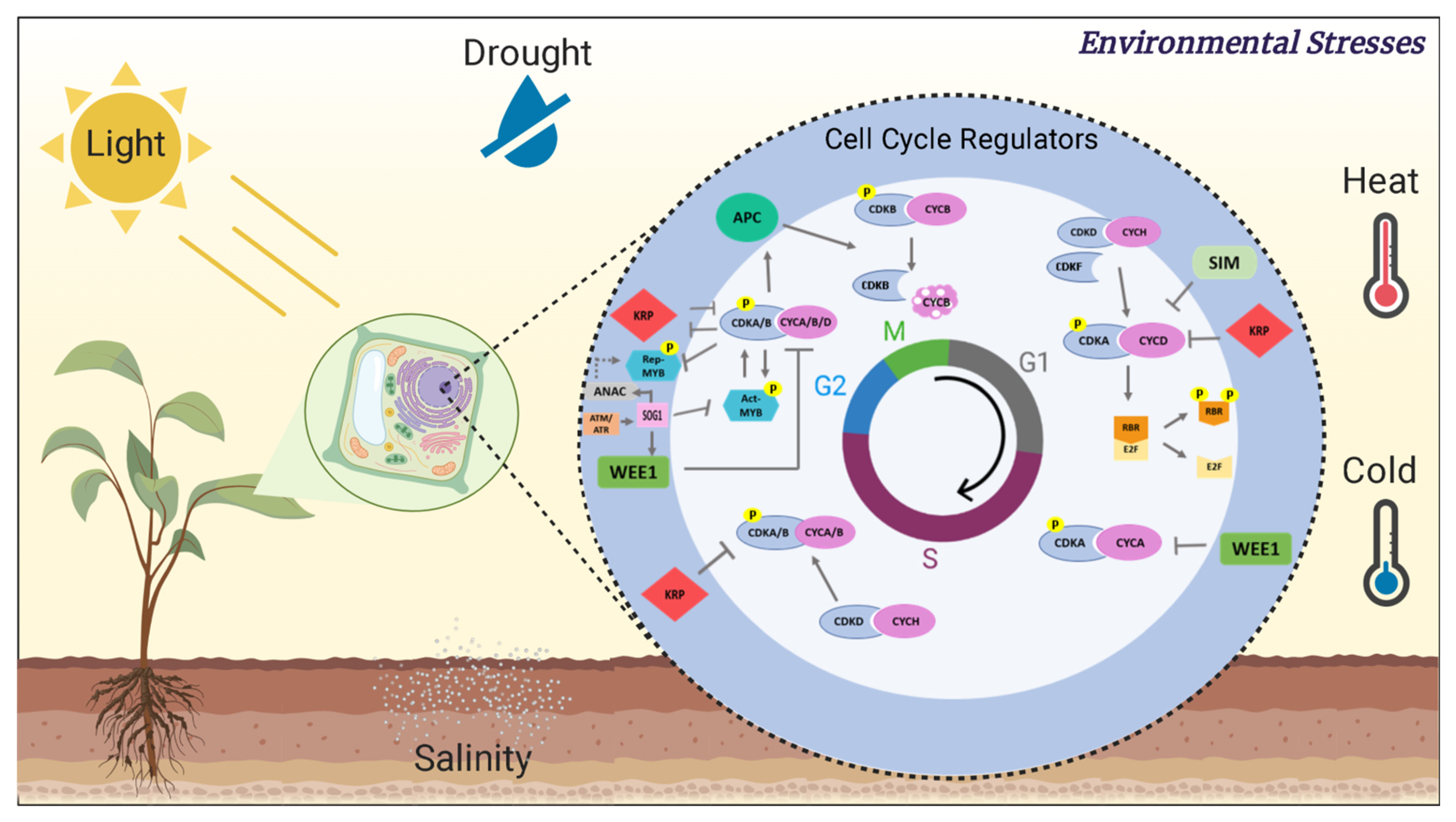 Plants | Free Full-Text | Plant CDKs—Driving the Cell Cycle