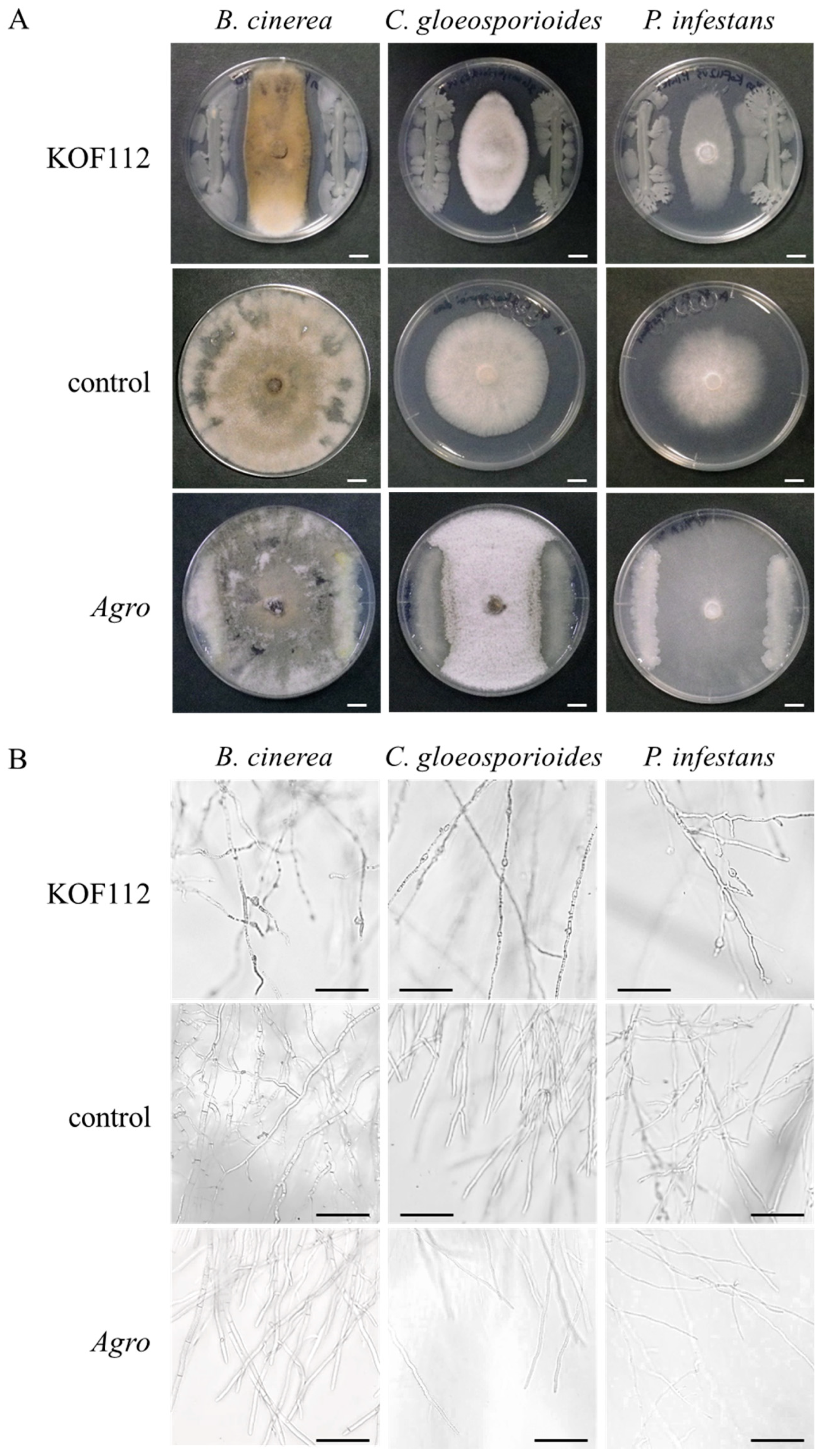 Plants | Free Full-Text | Isolation and Characterization of Endophyte  Bacillus velezensis KOF112 from Grapevine Shoot Xylem as Biological Control  Agent for Fungal Diseases