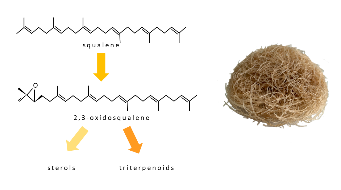 Plants Free Full Text Enhancement Of Phytosterol And Triterpenoid