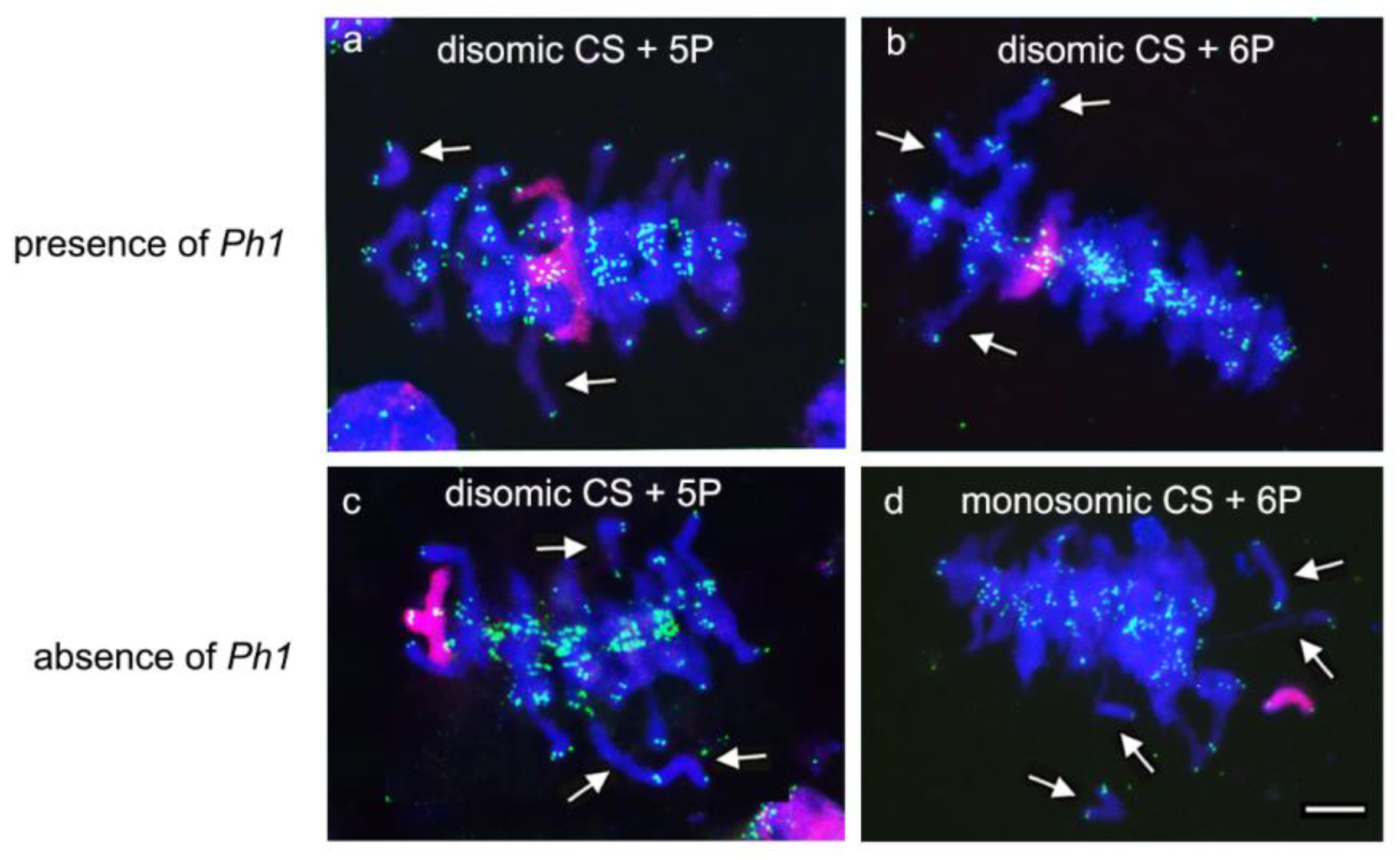 Plants | Free Full-Text | Analysis Of Chromosome Associations During ...