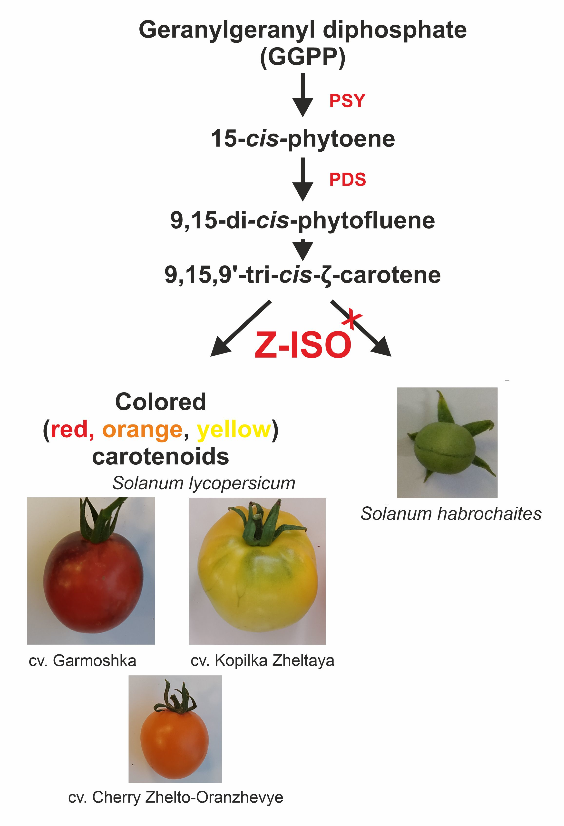 Plants | Free Full-Text | of 15-cis-&zeta;-Carotene Isomerase in Cultivated and Wild Tomato Species Differing in Ripe Fruit Pigmentation