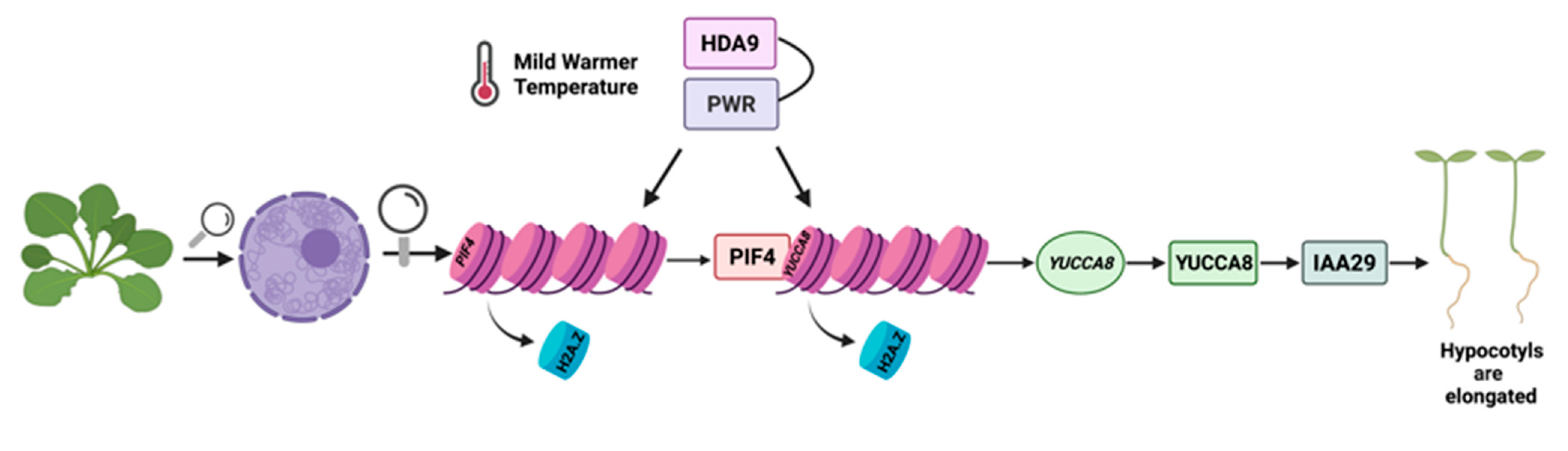 Heteromeric HSFA2/HSFA3 complexes drive transcriptional memory after heat  stress in Arabidopsis