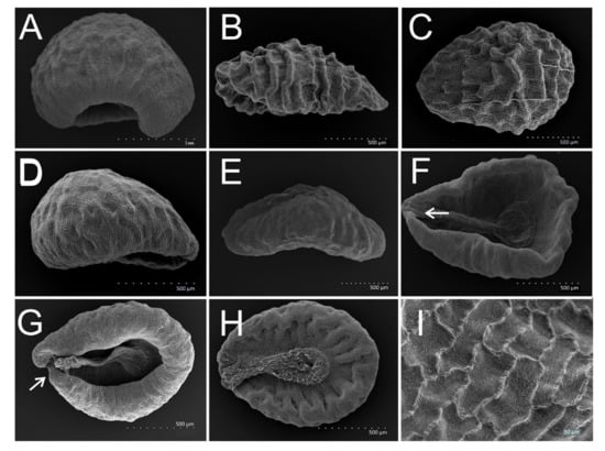 Plants | Free Full-Text | Taxonomic Significance of Seed Morphology in ...