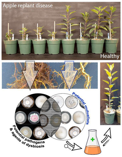 Plants | Free | Fungal and Their Role Plant Protection against Pests and Pathogens