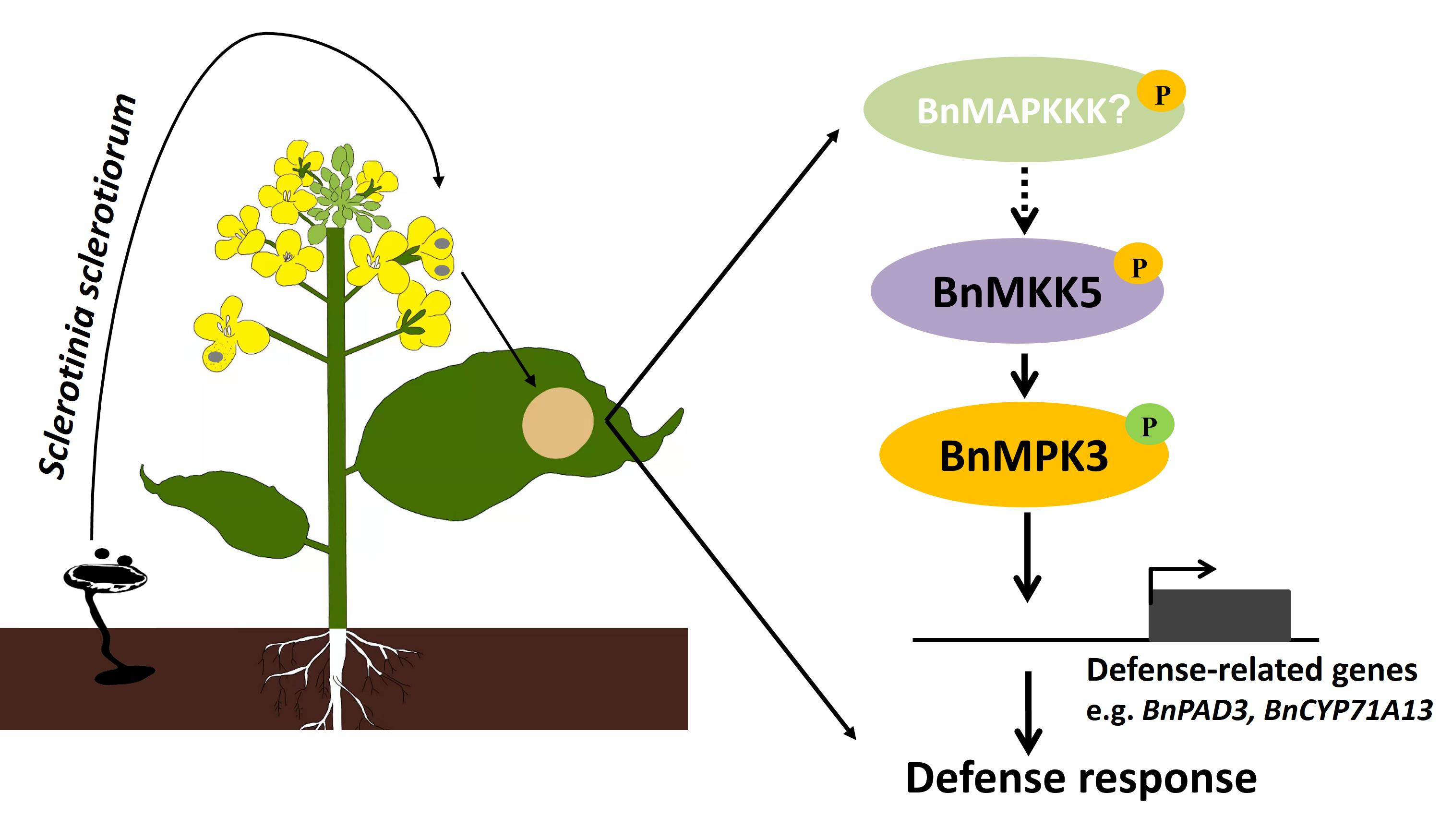 Plants | Free Full-Text | BnaA03.MKK5-BnaA06.MPK3/BnaC03.MPK3 