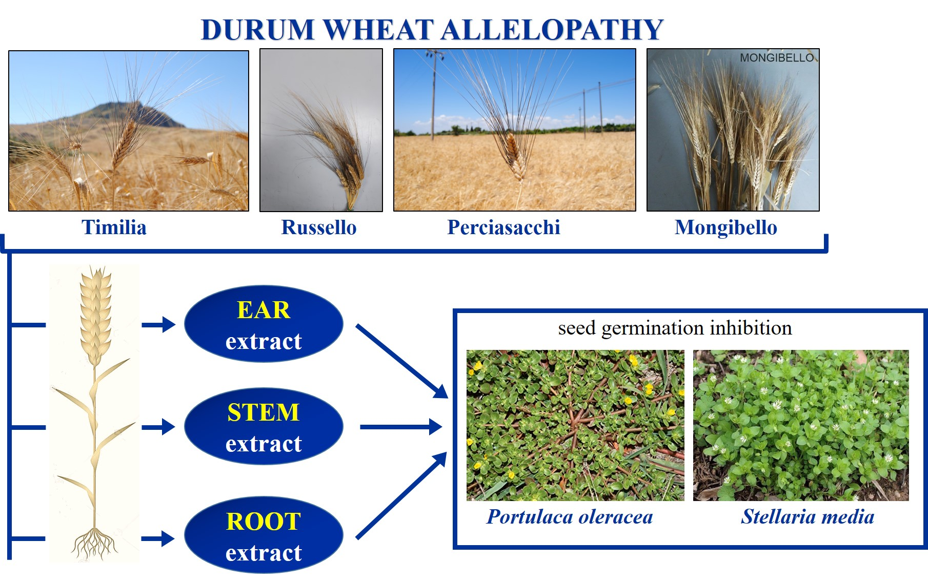 Plants | Free | in Durum Wheat Landraces as Affected by and Plant Part