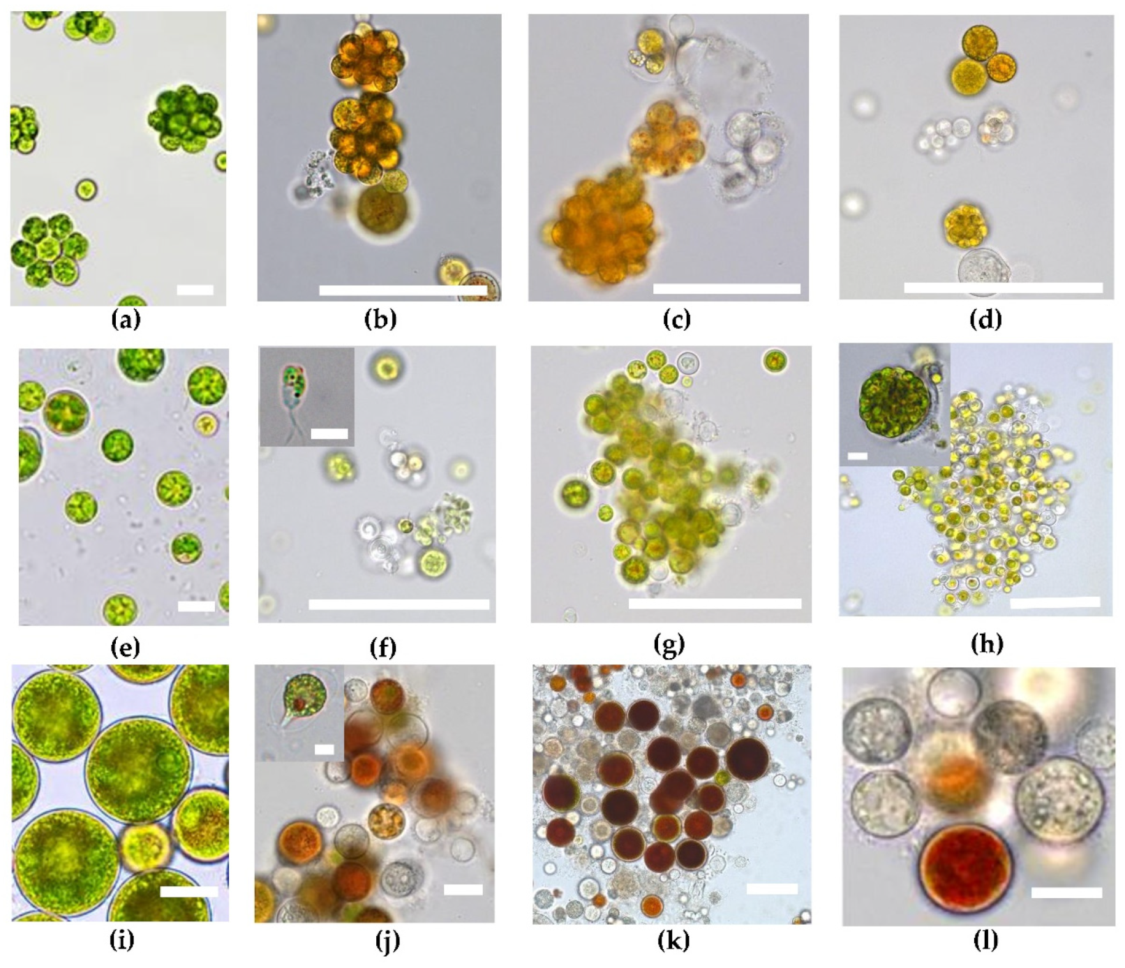 Plants | Free Full-Text | Differential Responses To UV-A Stress ...