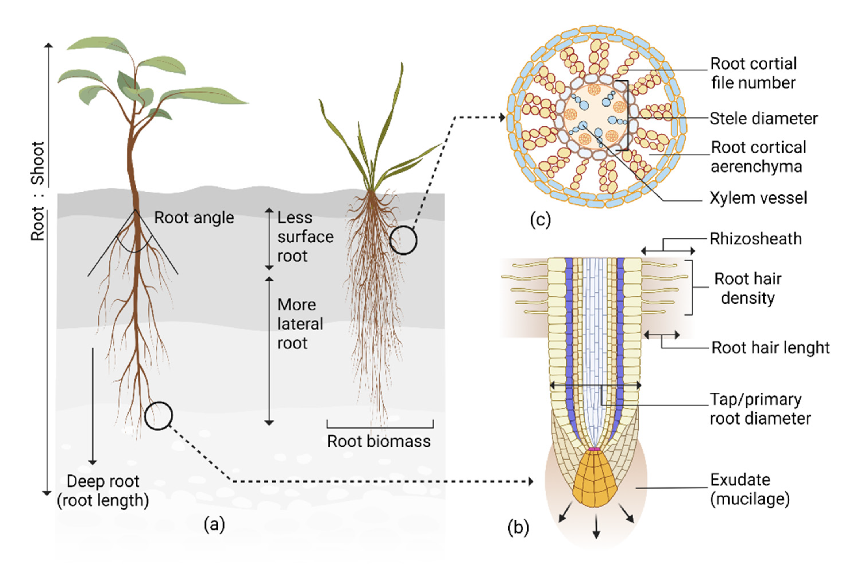 Plants | Free Full-Text | Roots’ Drought Adaptive Traits in Crop  Improvement