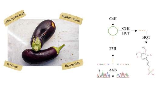The Biologist Is In: Novel Vegetable: Scarlet Eggplant