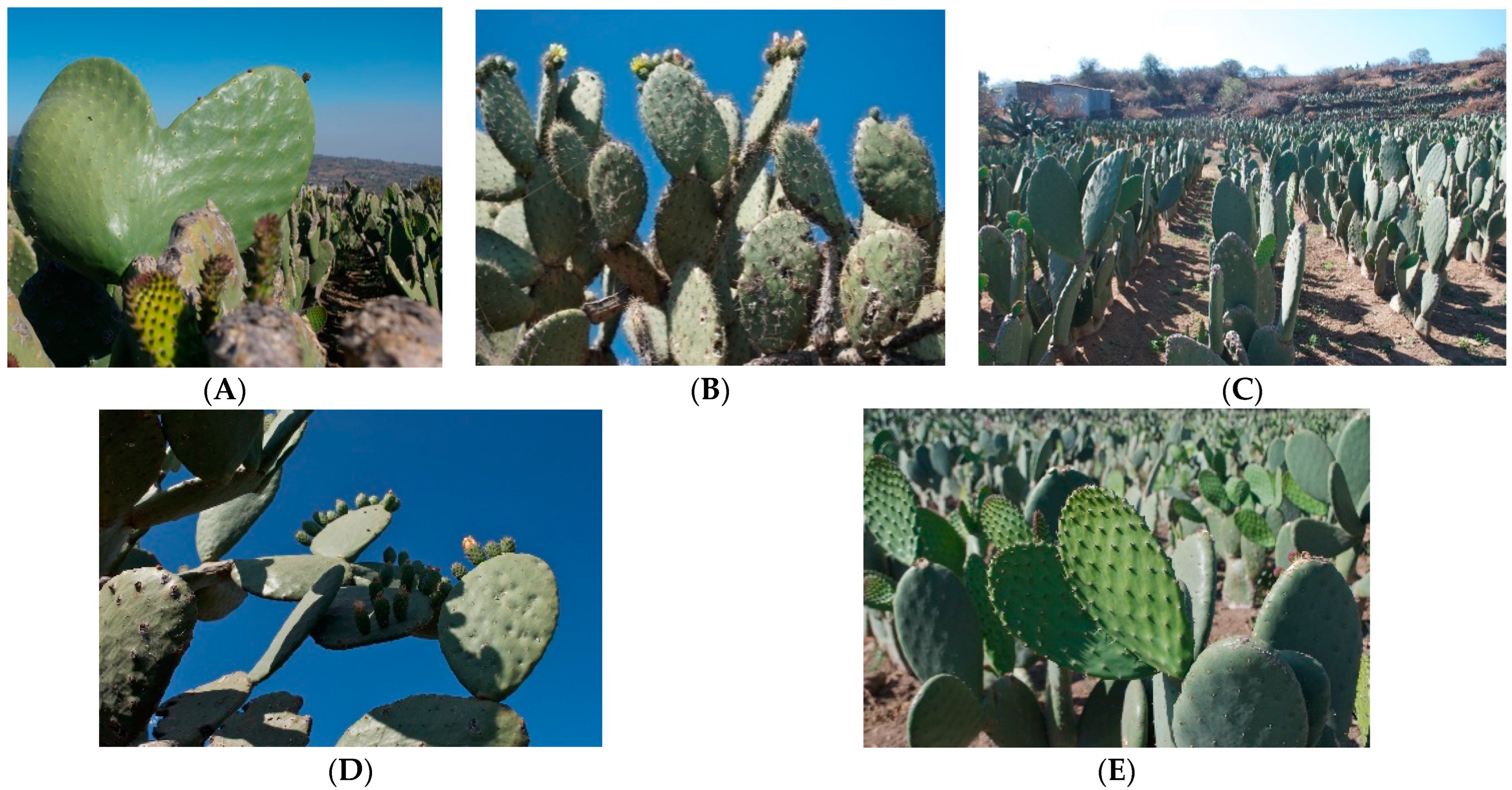 Is There a Market for Edible Cactus in the United States?, Innovation