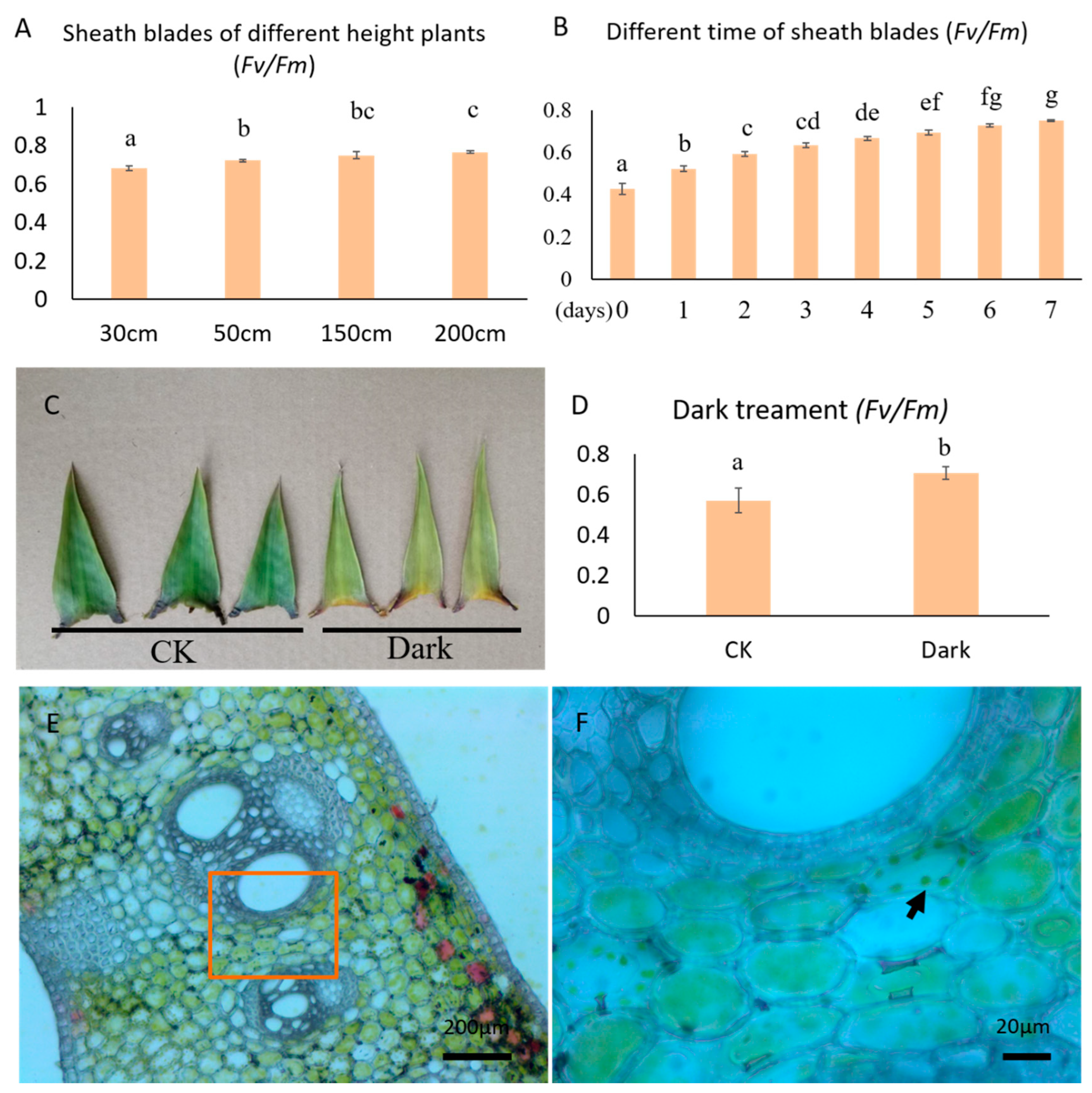 Plants Free Full-Text Photosynthesis, Phytohormone Signaling and Sugar Catabolism in the Culm Sheaths of Phyllostachys edulis