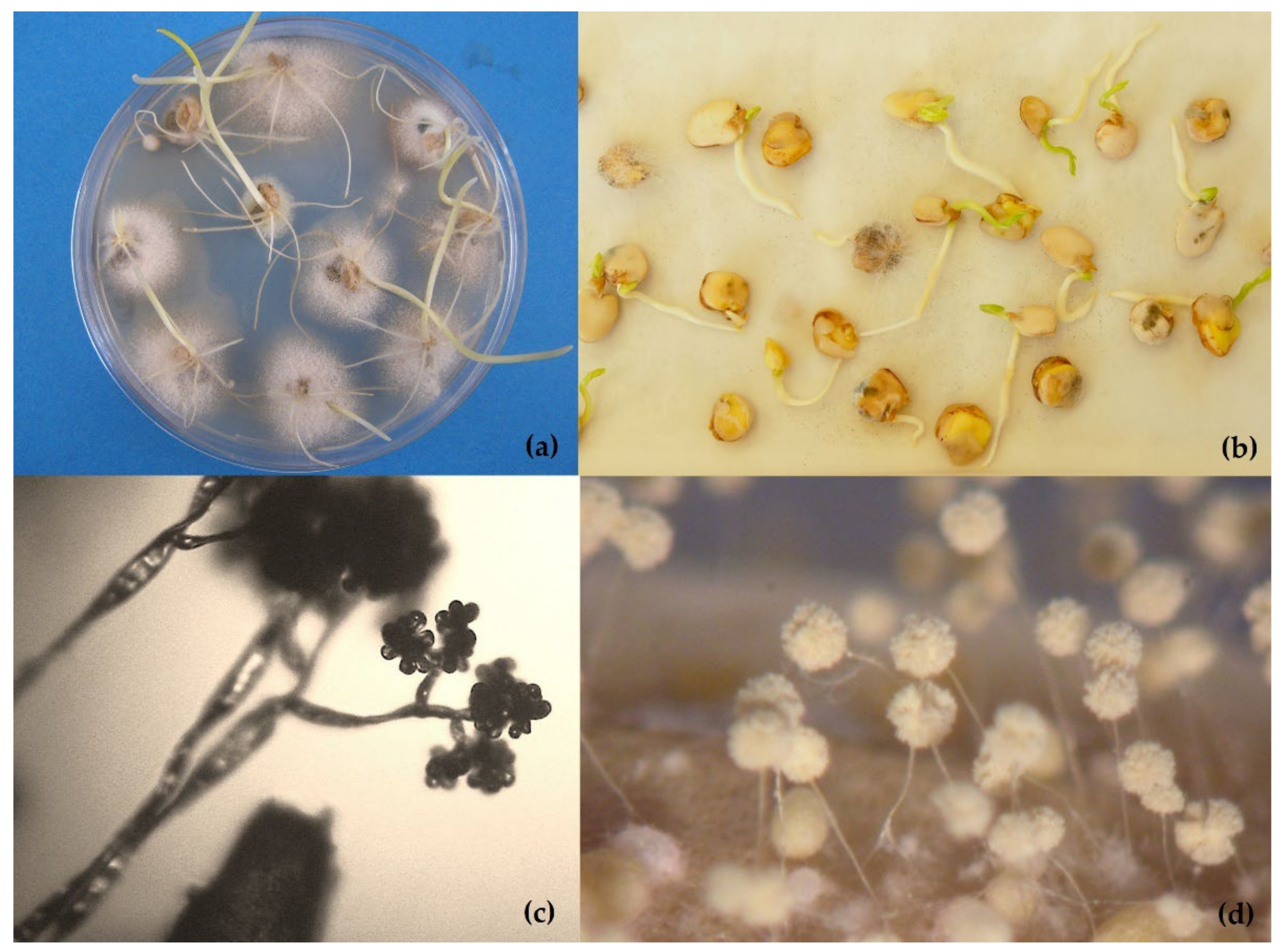 Plants | Free Full-Text | Fungal Pathogens and Seed Storage in the Dry State