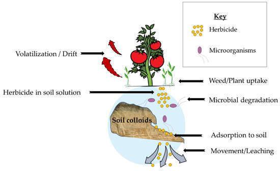 Plants | Free Full-Text | Weed Management Strategies for Tomato ...