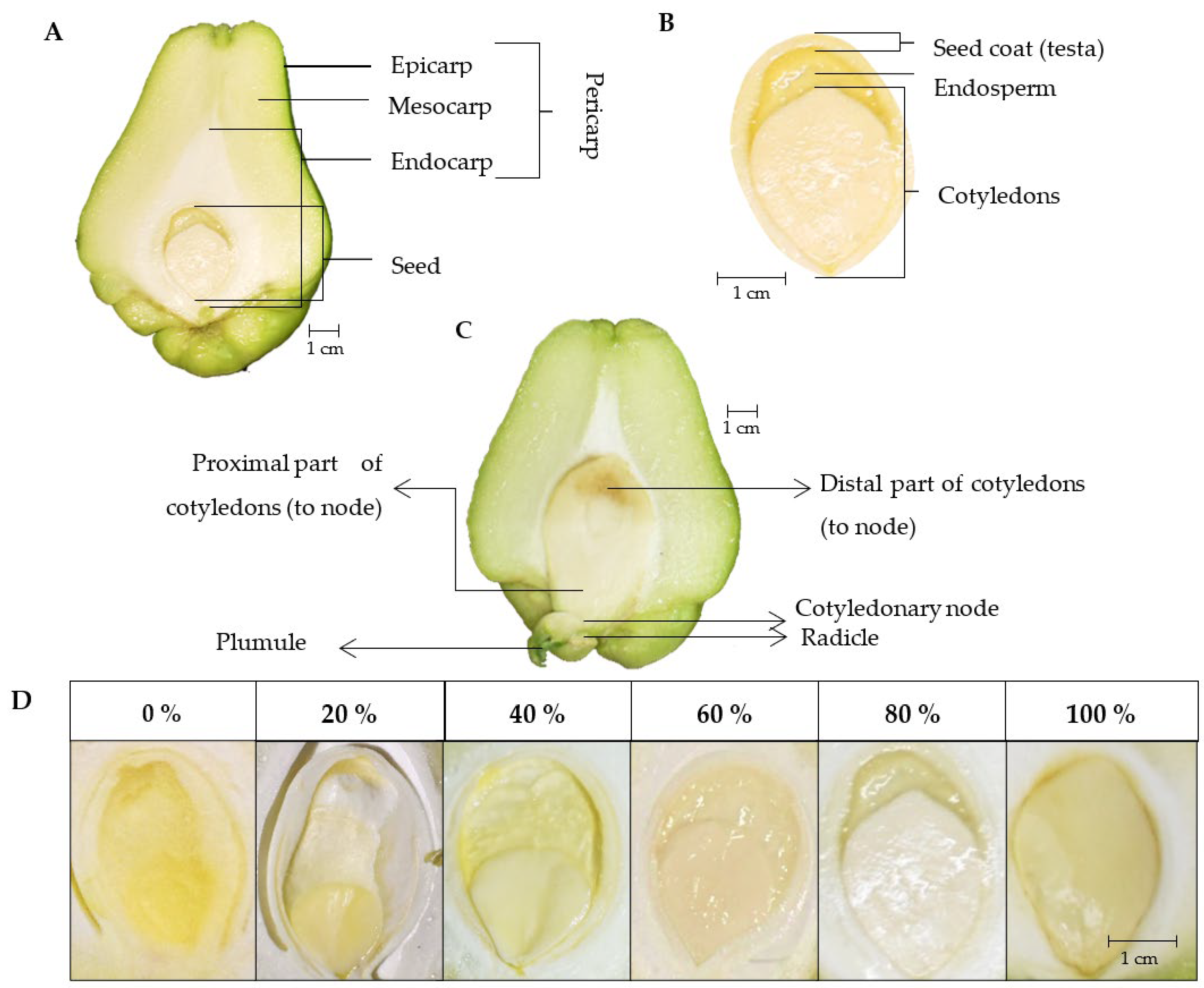 Plants | Free Full-Text | Chayote Fruit (Sechium edule var. virens levis)  Development and the Effect of Growth Regulators on Seed Germination
