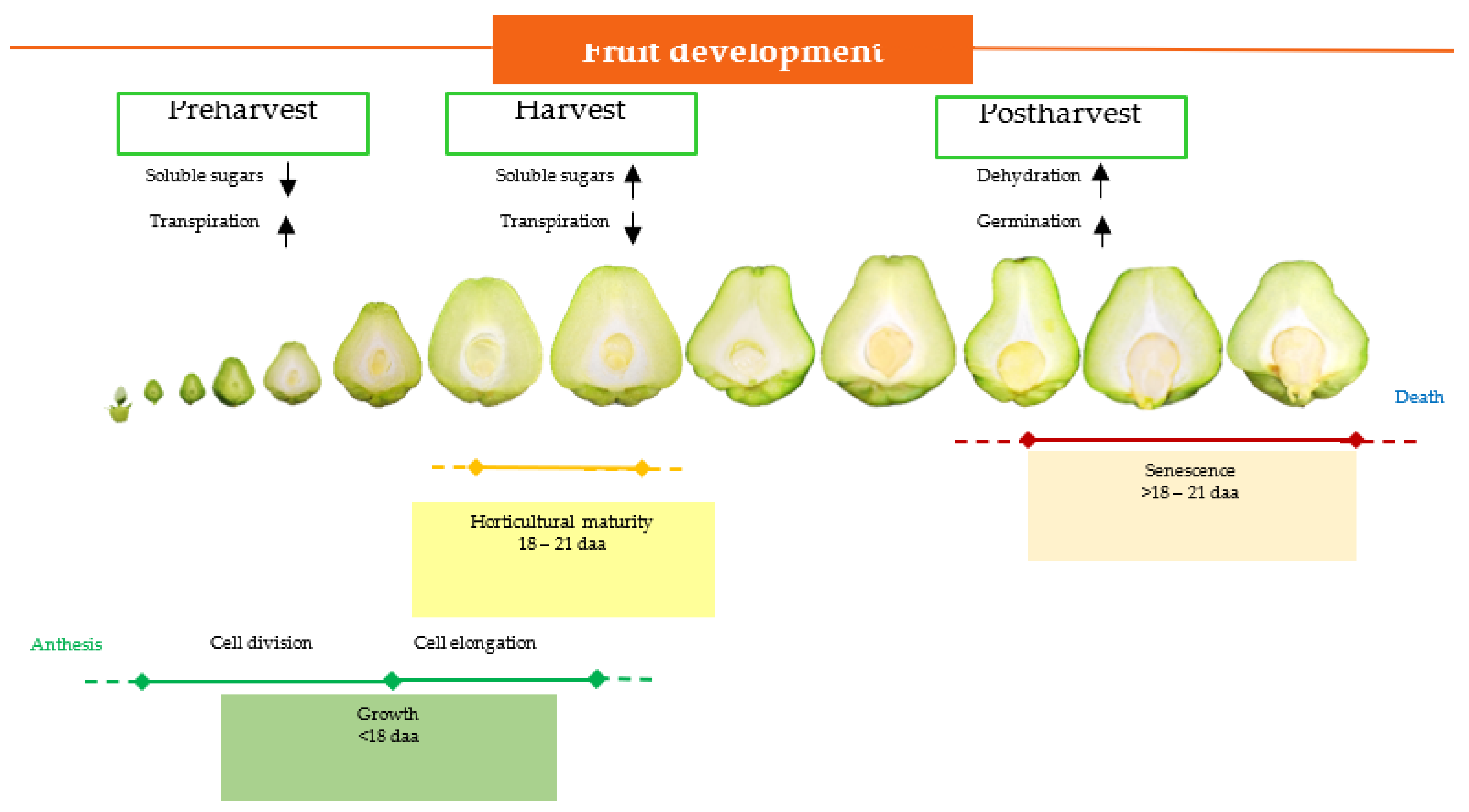 Plants | Free Full-Text | Chayote Fruit (Sechium edule var. virens levis)  Development and the Effect of Growth Regulators on Seed Germination