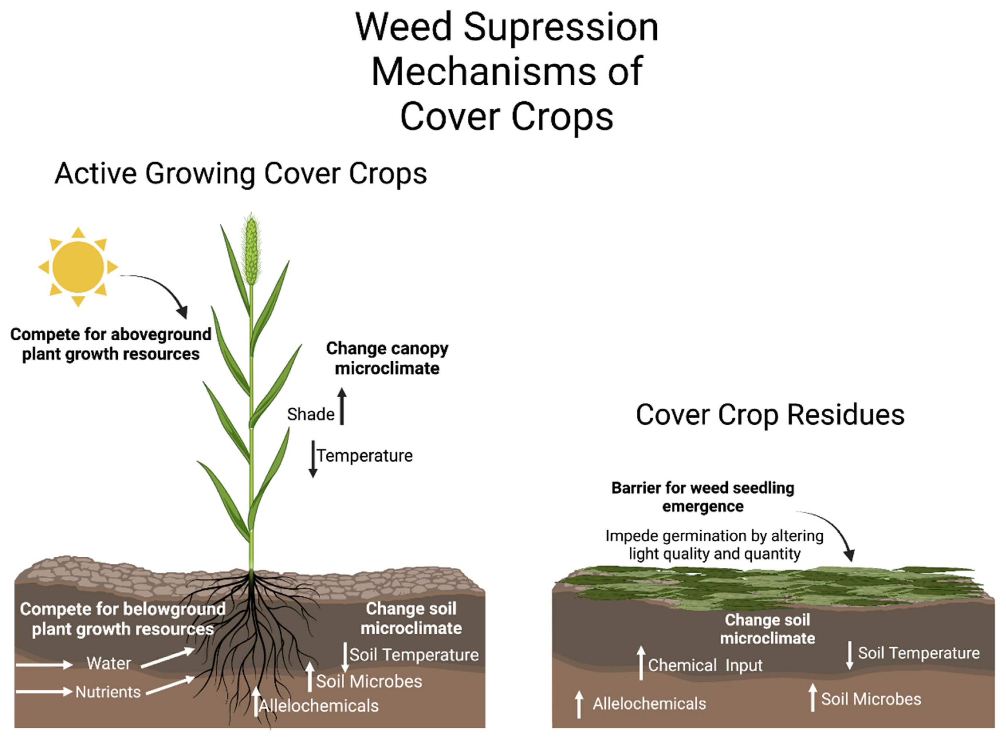 PDF) Allelopathic potential of winter and summer cover crops on